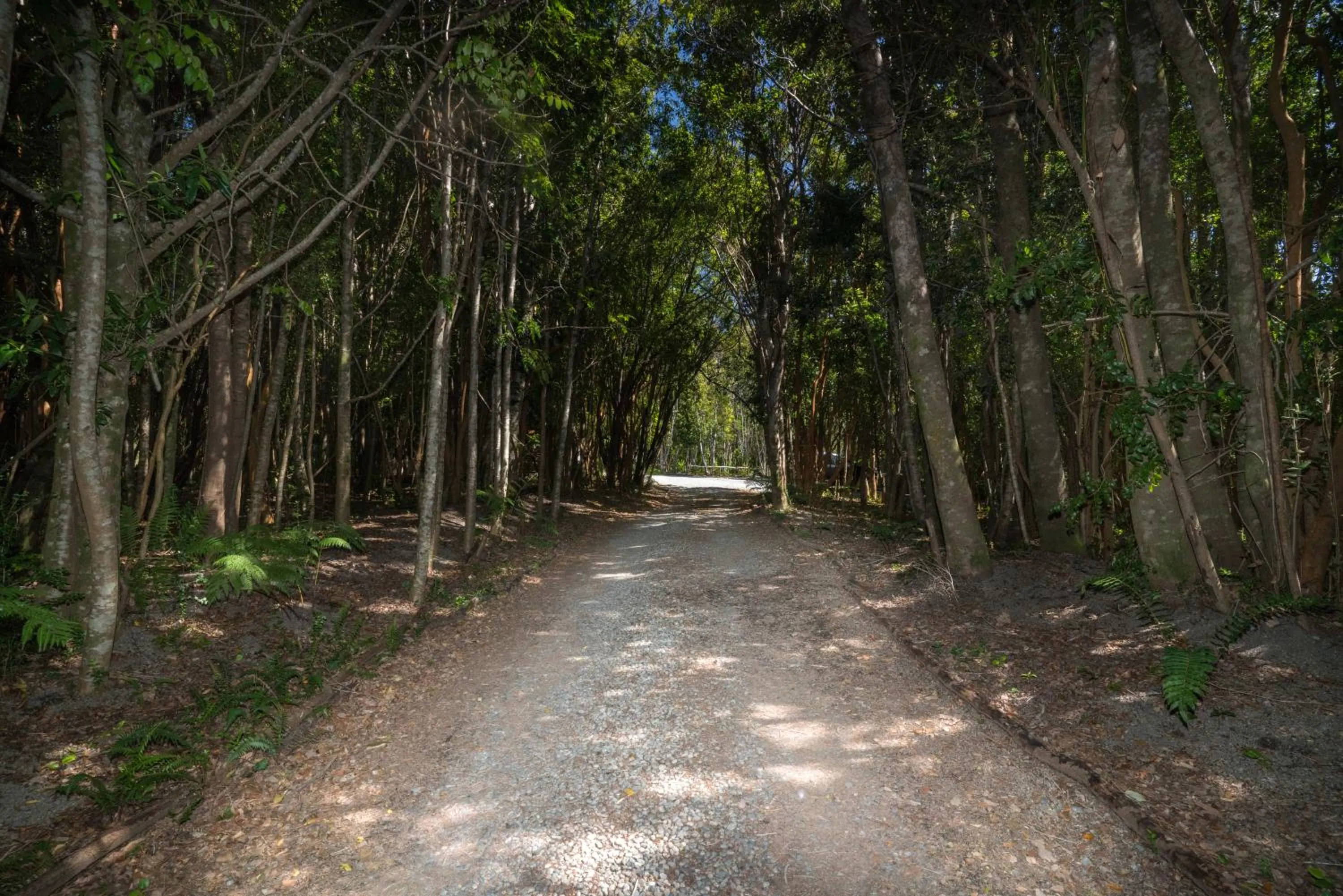Natural landscape in Cabañas Ensenada Bosque Nativo