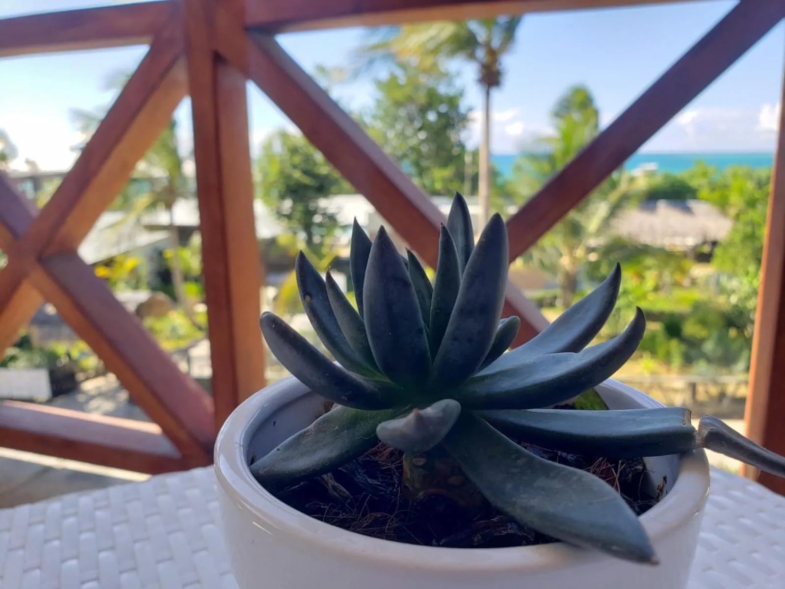 Garden view in Paradise Island Beach Resort