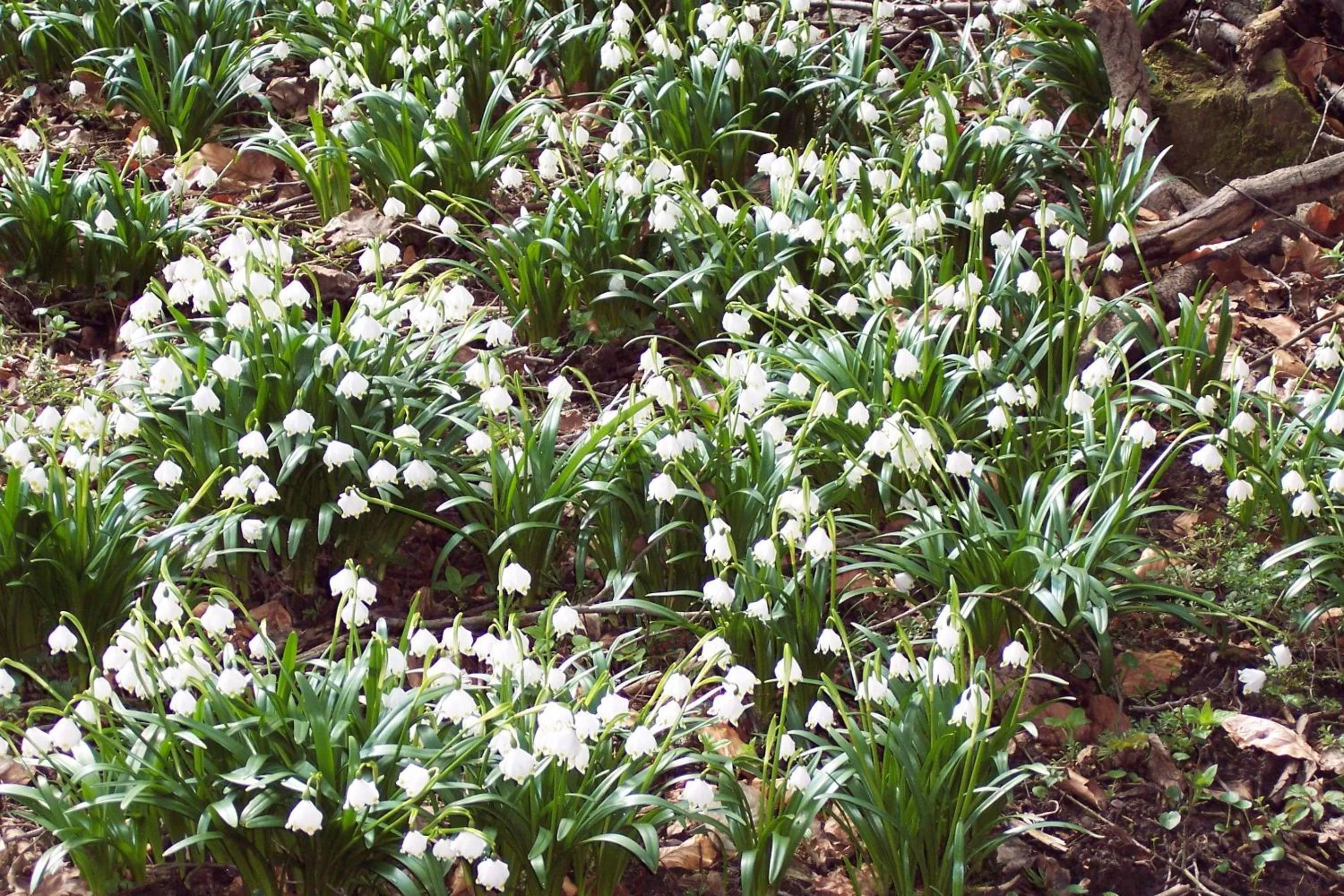 Hiking in Gästezimmer Charlotte
