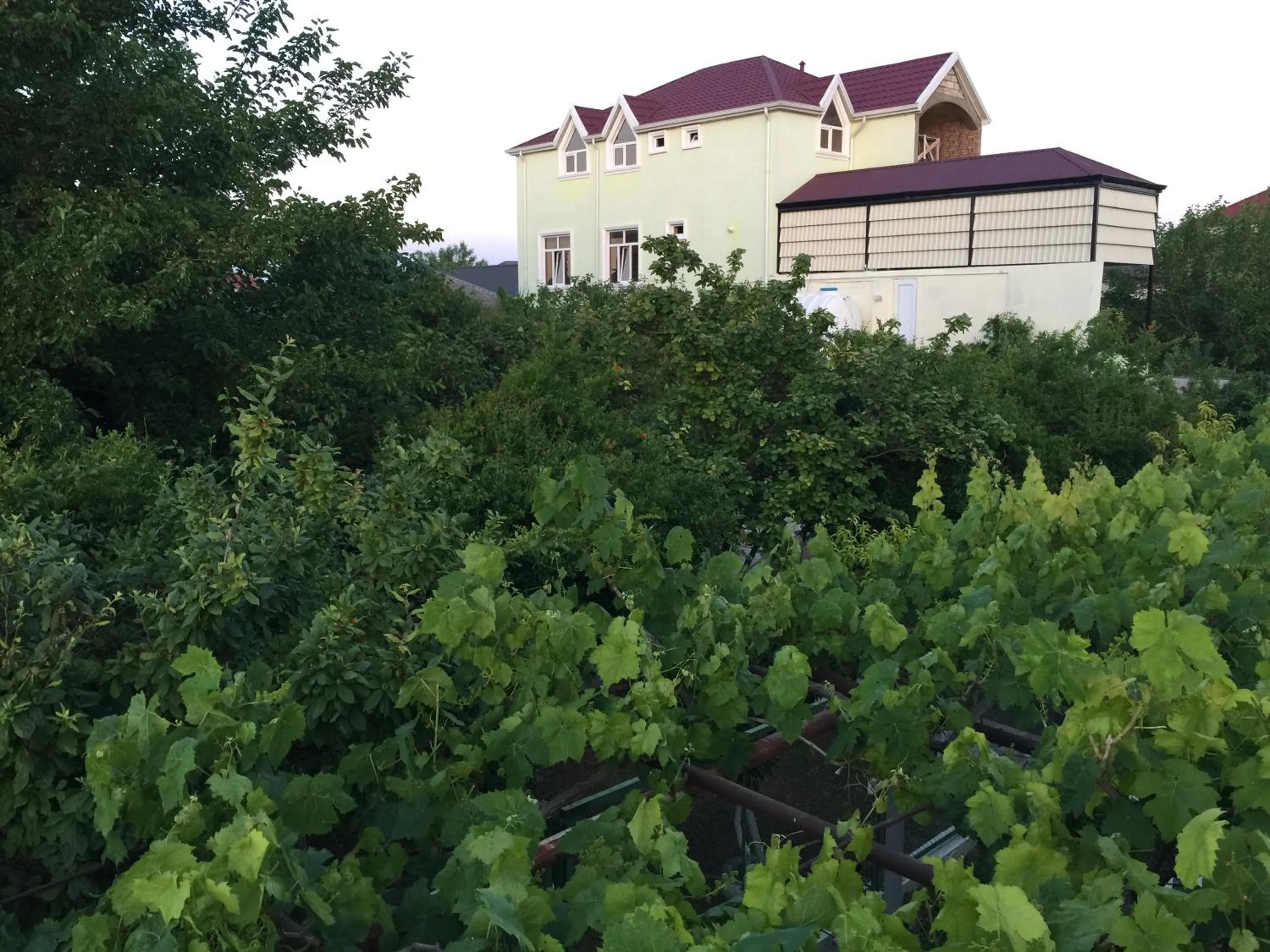 Garden in Hasanovs Villa