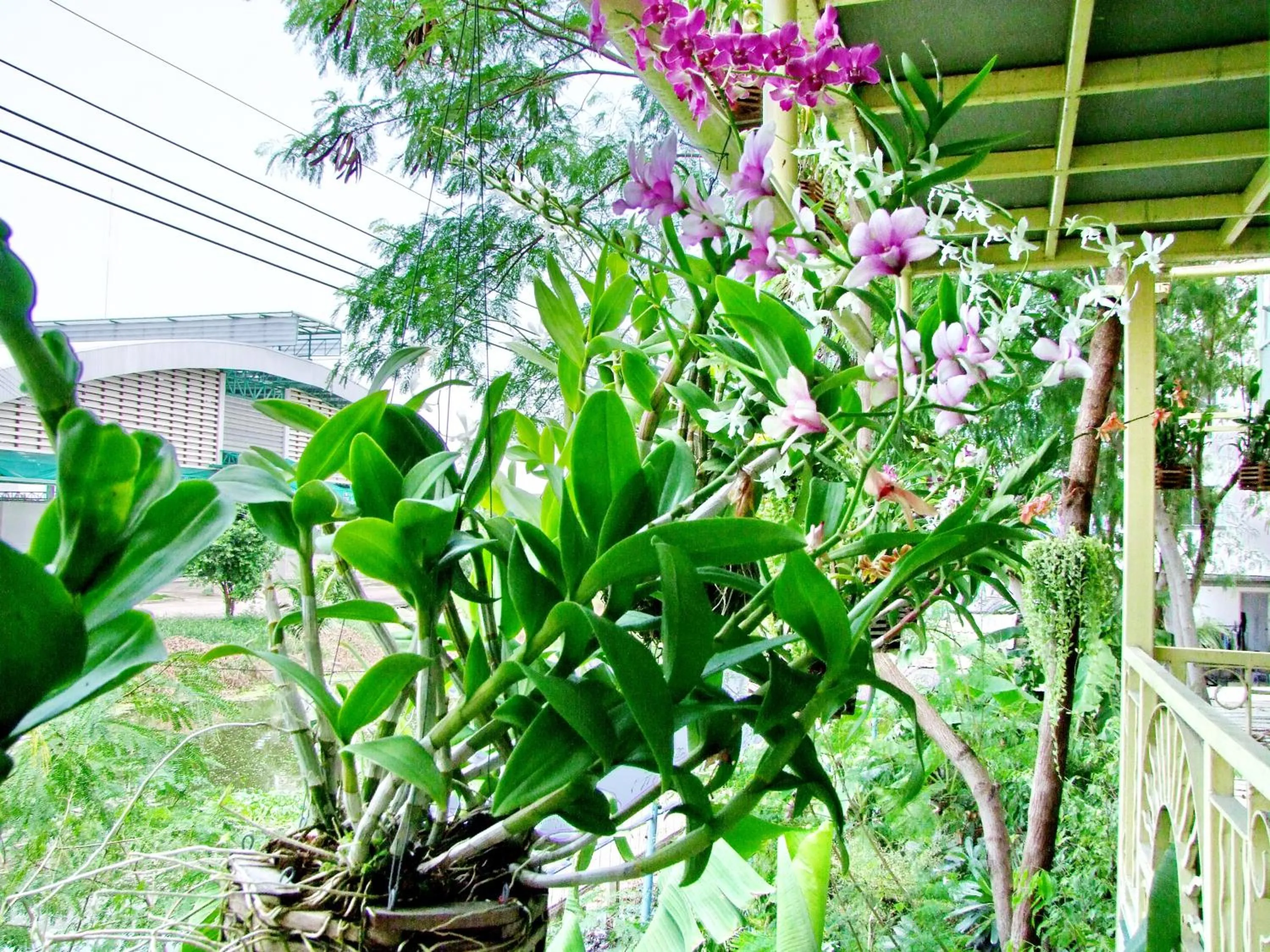 Natural landscape in At Ease Hotel Suvarnabhumi