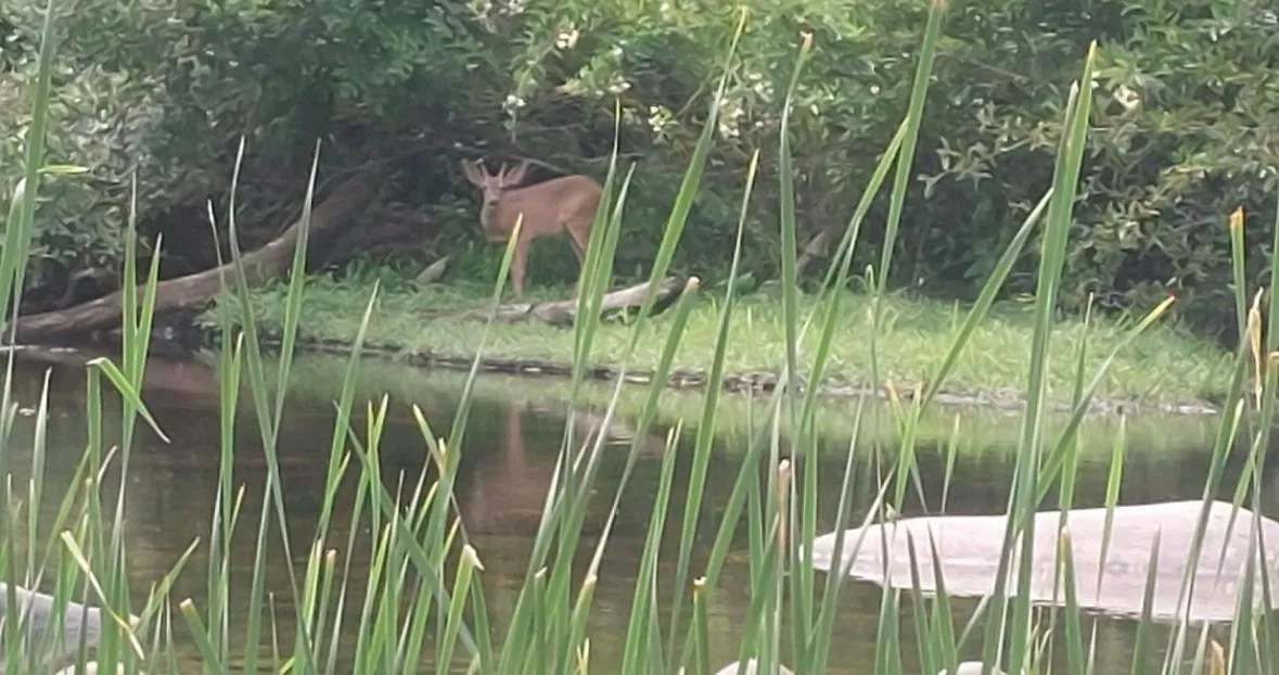 Natural landscape in Sequoia River Front Cabins
