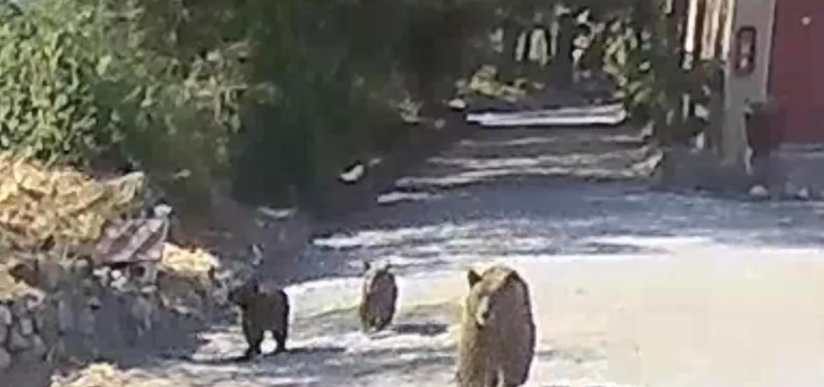 Animals in Sequoia River Front Cabins