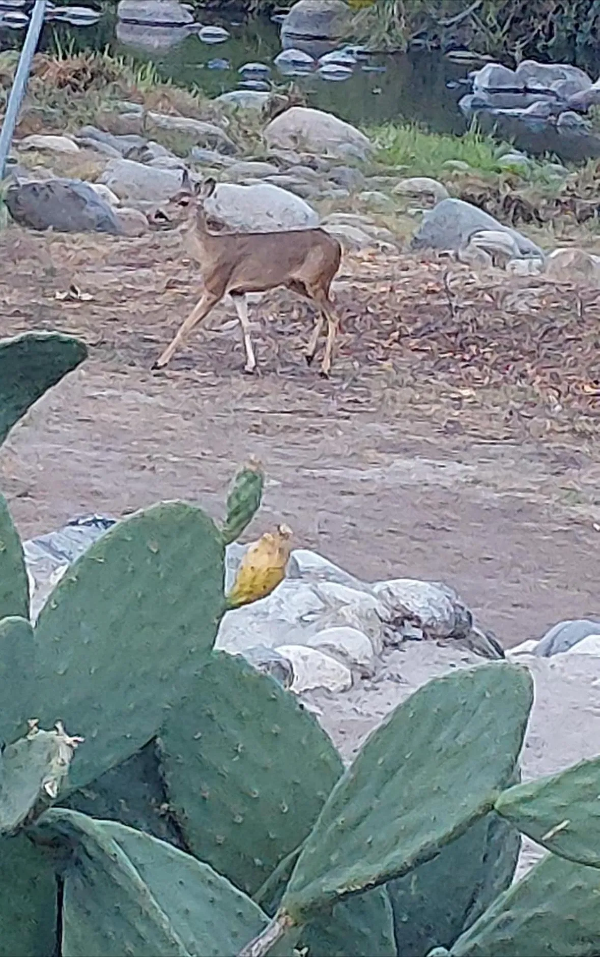 Garden in Sequoia River Front Cabins