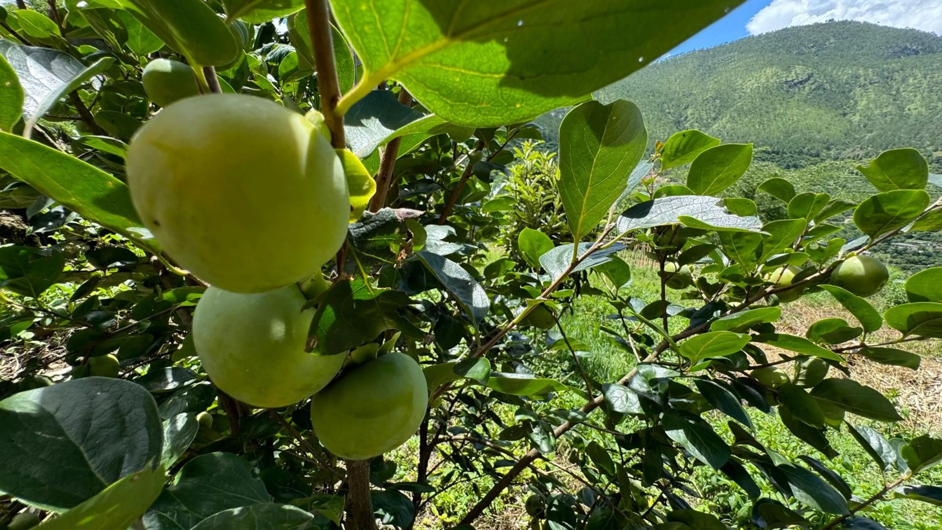 Garden in Wangdue Ecolodge