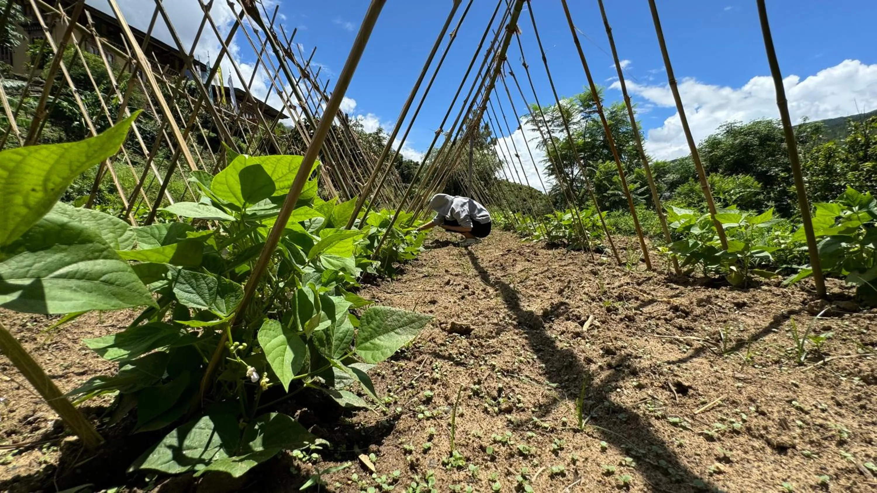 Garden in Wangdue Ecolodge
