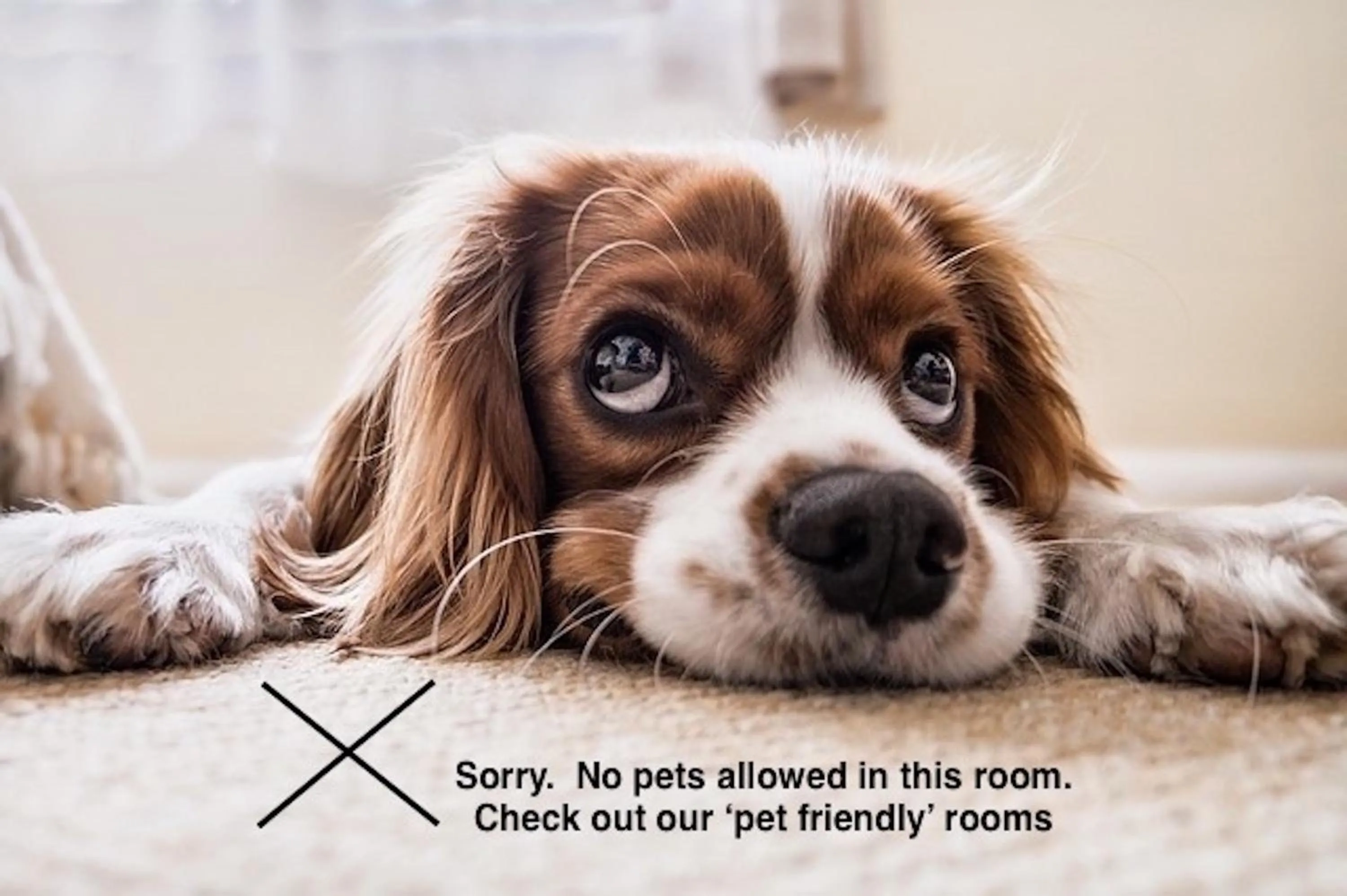 Pets in Fourwinds B&B