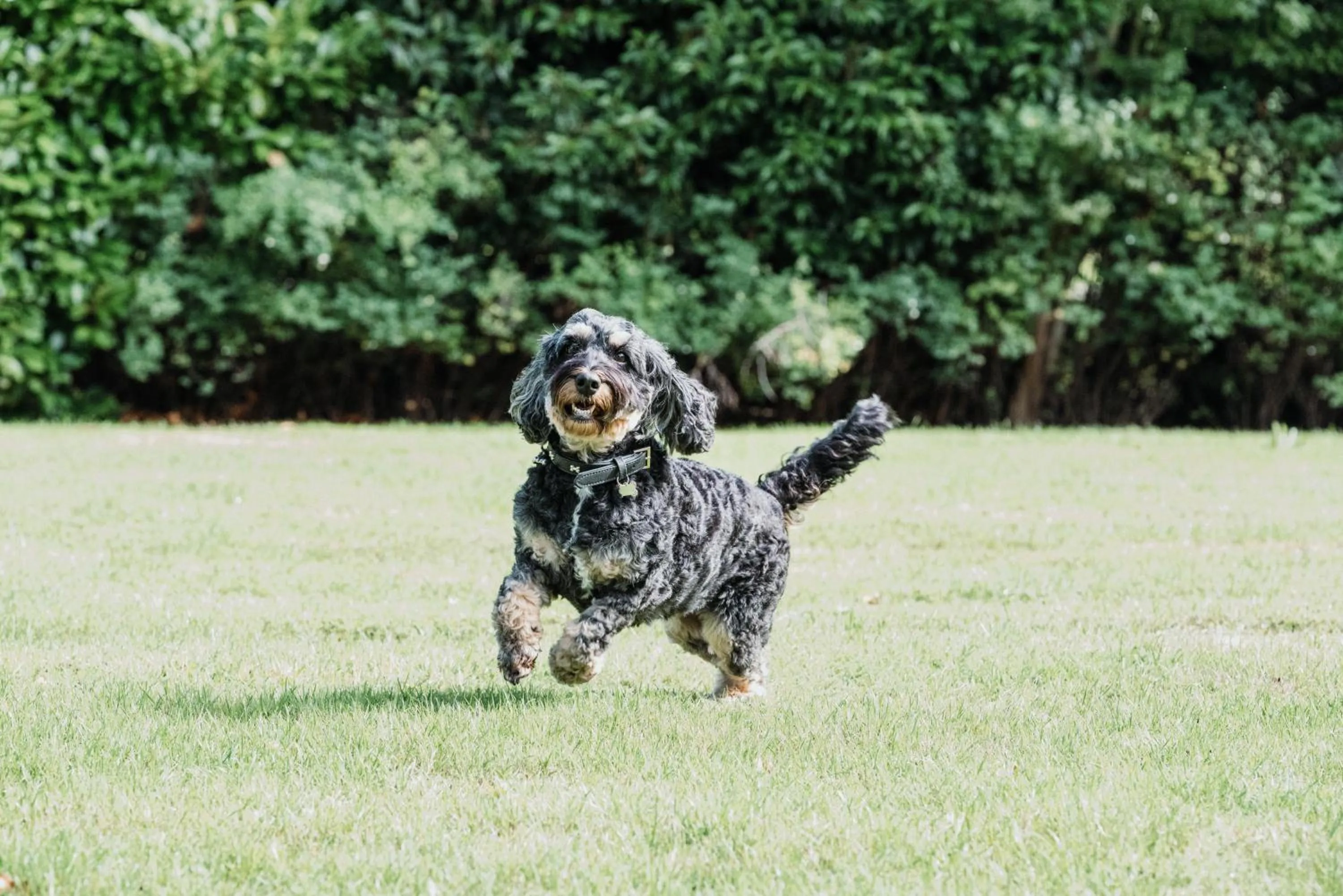 Pets in Ettington Park Hotel, Stratford-upon-Avon
