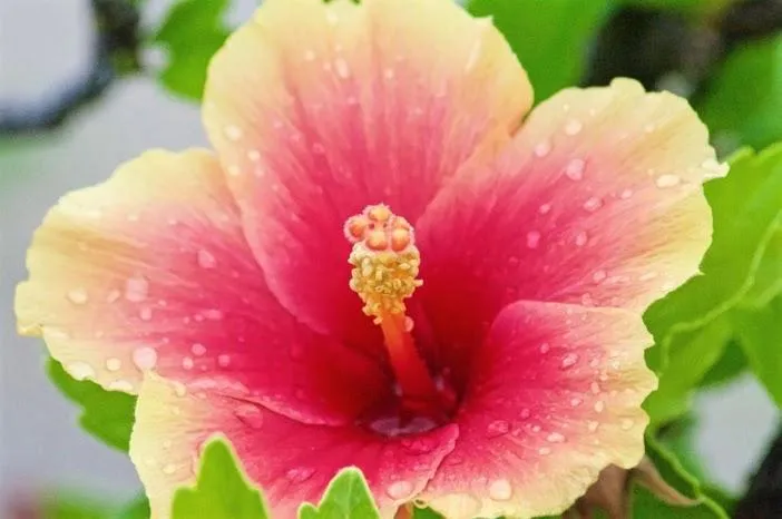 Almond Tree Hotel Resort