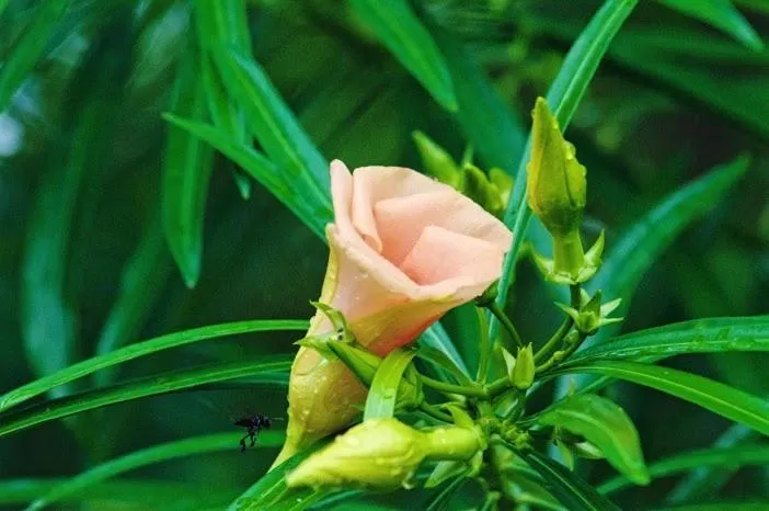 Almond Tree Hotel Resort