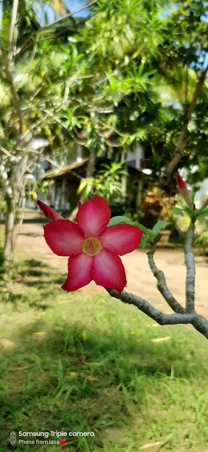 Garden in Lagoonvilla hotel
