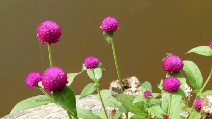 Garden in Lagoonvilla hotel
