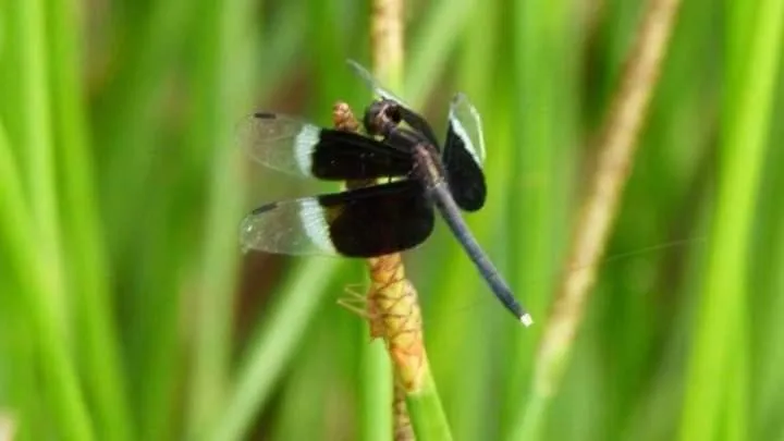 Animals in Lagoonvilla hotel
