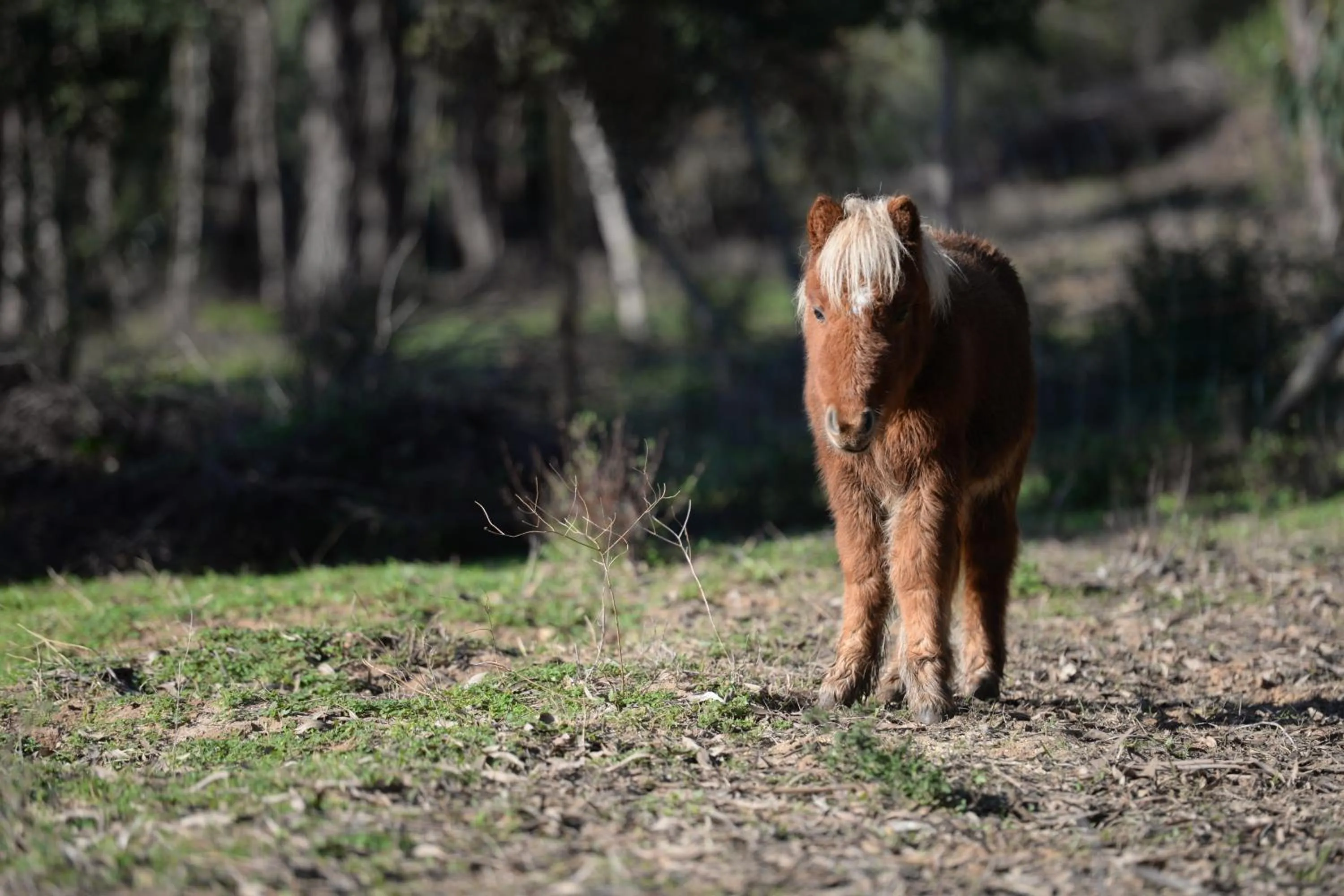 Pets in Quinta Pedagógica da Samoqueirinha - Duna Parque Resorts & Hotels