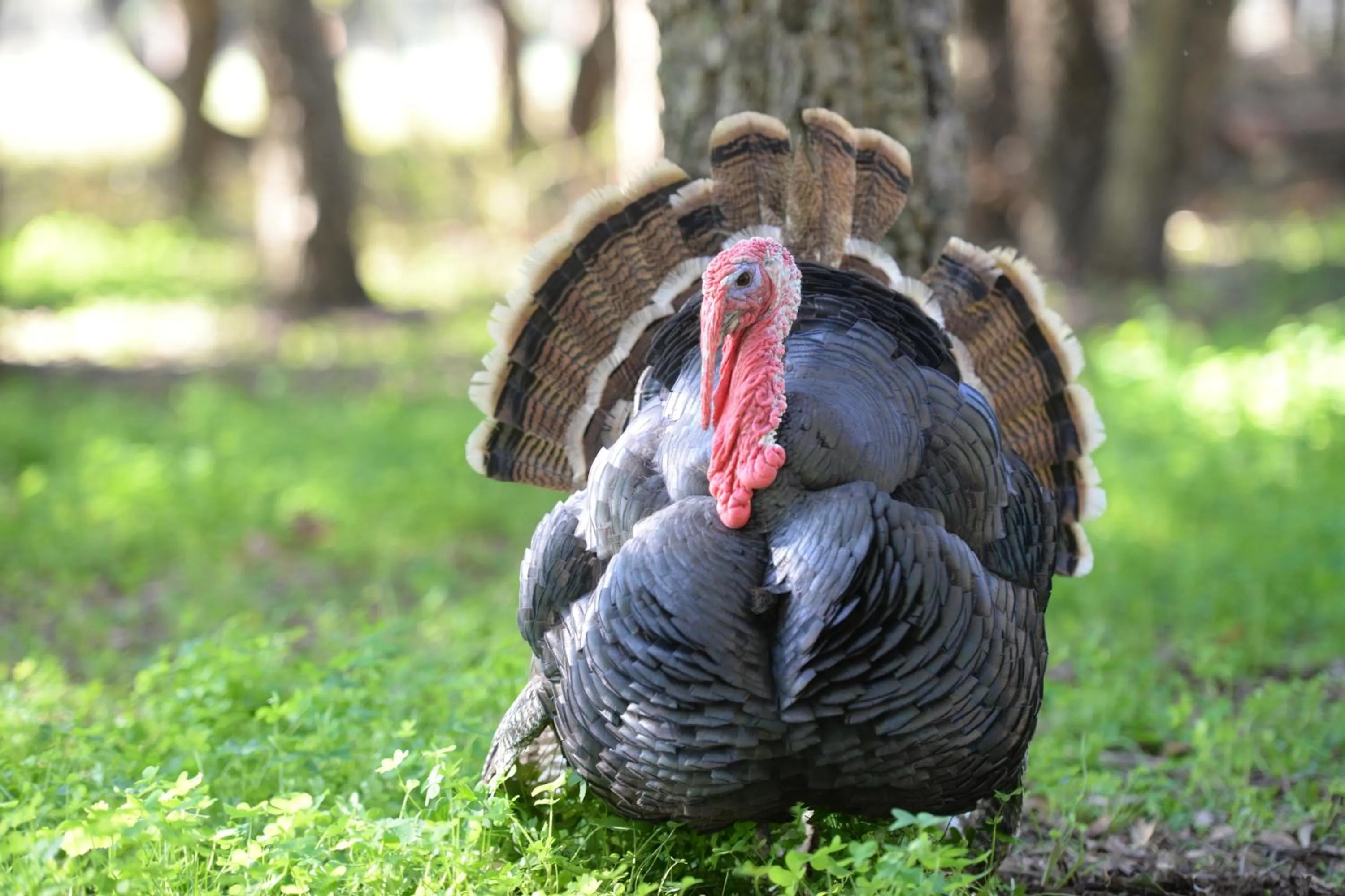 Pets in Quinta Pedagógica da Samoqueirinha - Duna Parque Resorts & Hotels