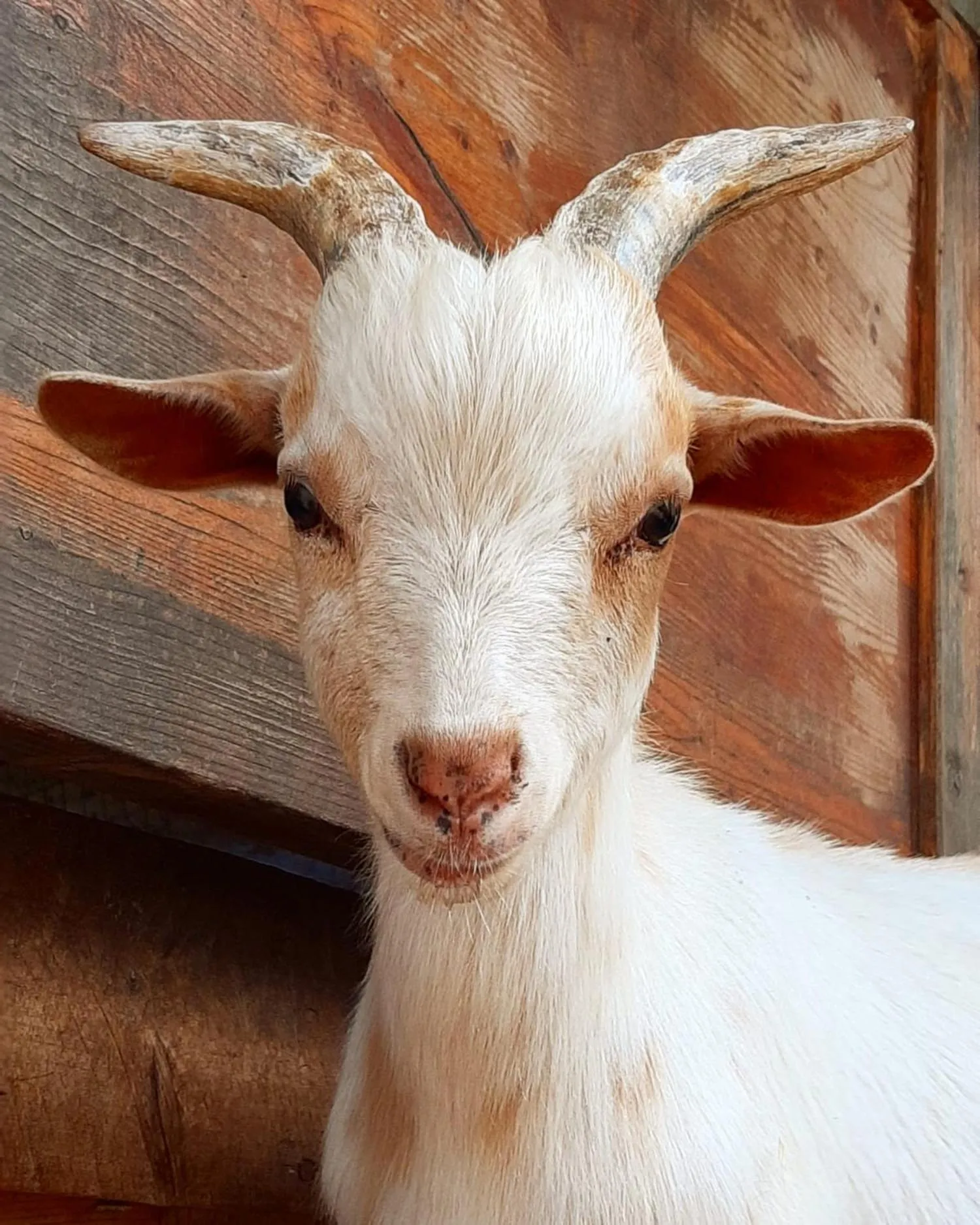 Pets in Quinta Pedagógica da Samoqueirinha - Duna Parque Resorts & Hotels