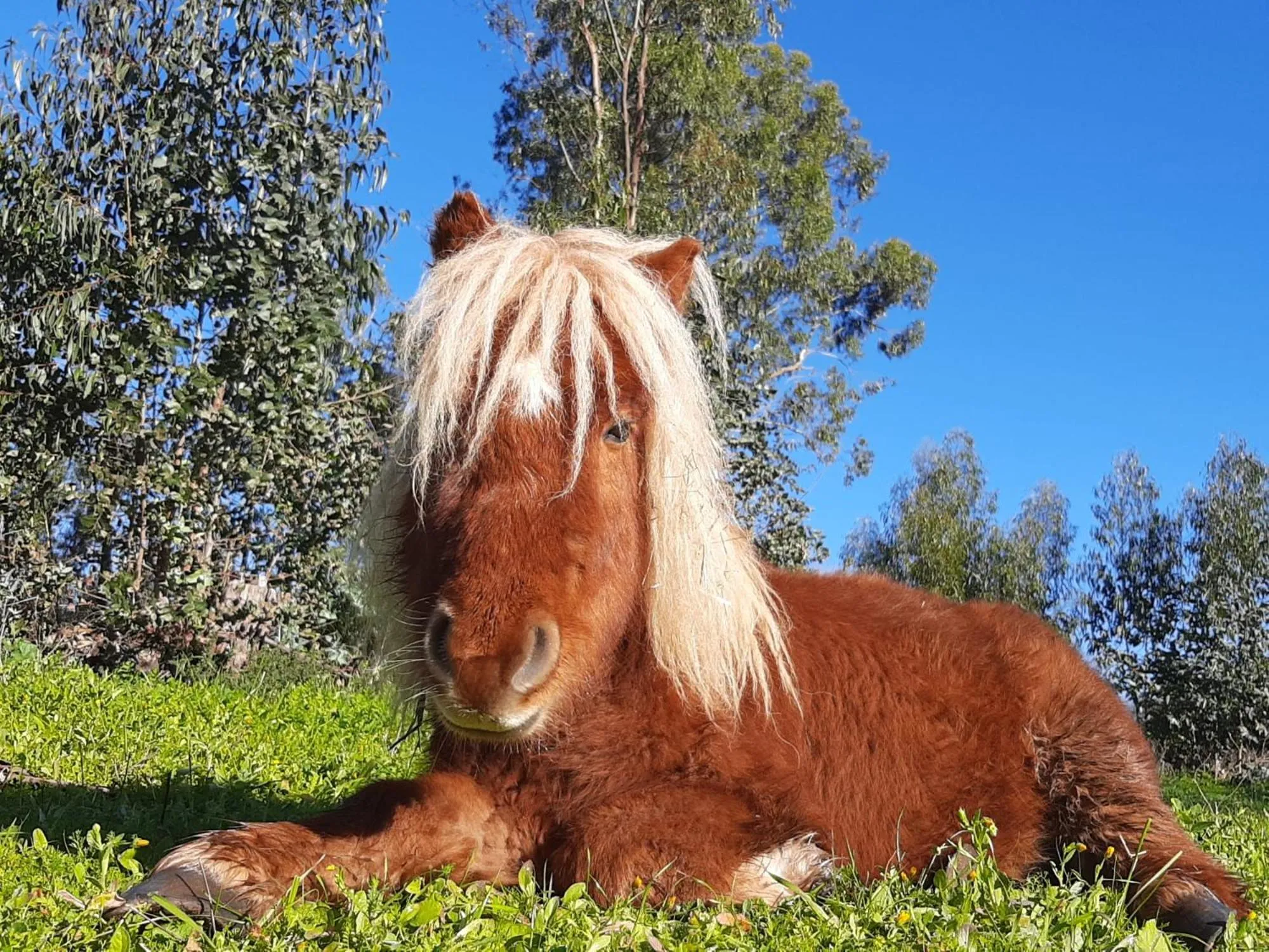 Animals in Quinta Pedagógica da Samoqueirinha - Duna Parque Resorts & Hotels