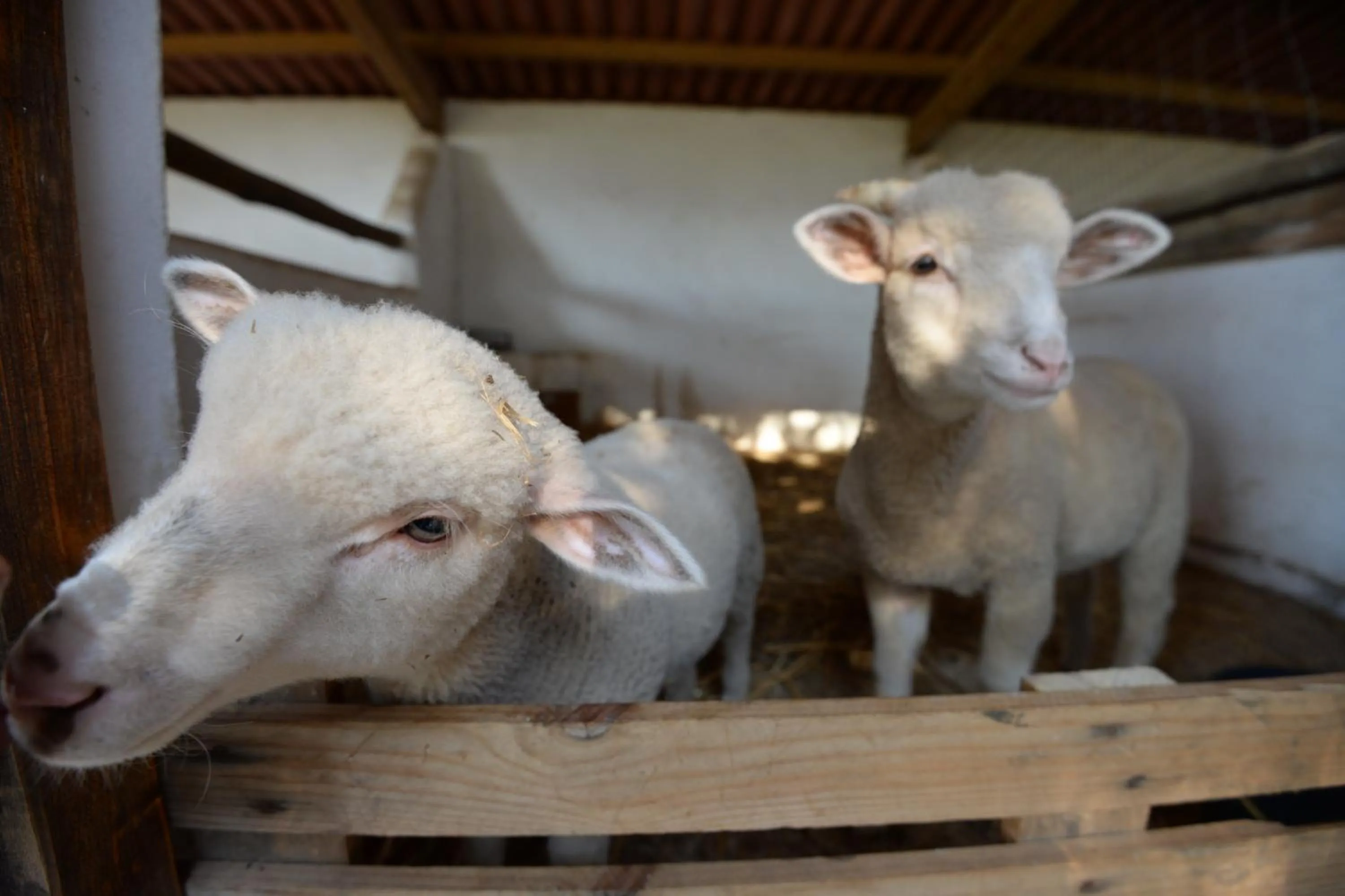 Pets in Quinta Pedagógica da Samoqueirinha - Duna Parque Resorts & Hotels