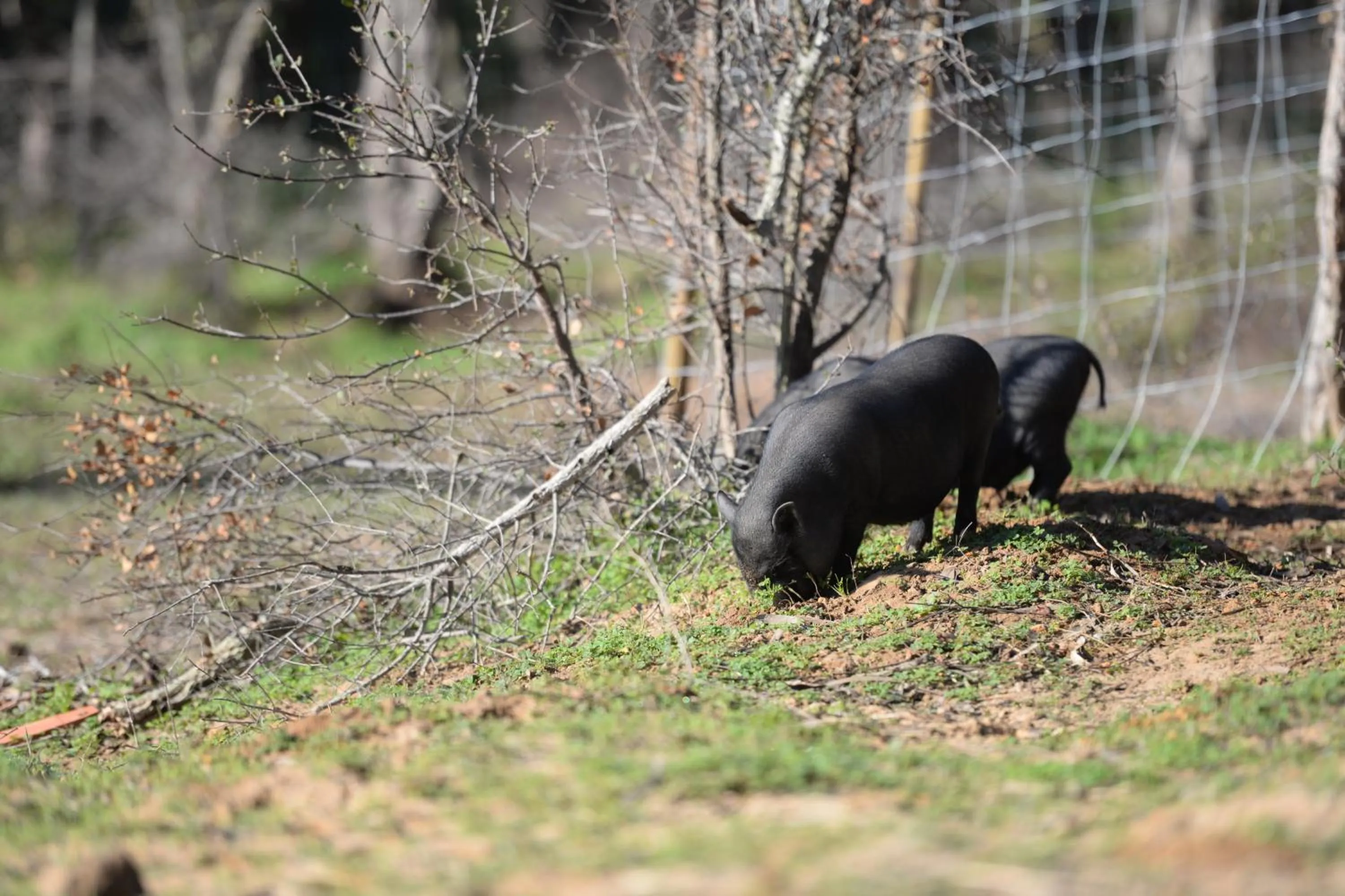 Pets in Quinta Pedagógica da Samoqueirinha - Duna Parque Resorts & Hotels
