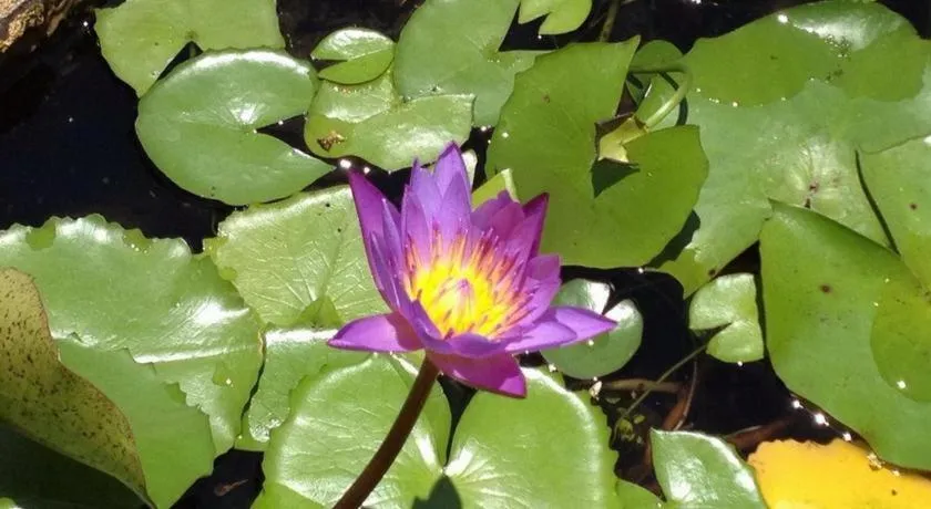 Phet Cha-am Plaza&Resort