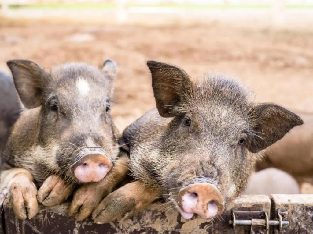 Baan Souchada Resort & Spa