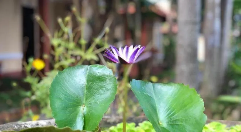 Castaways Resort Phu Quoc