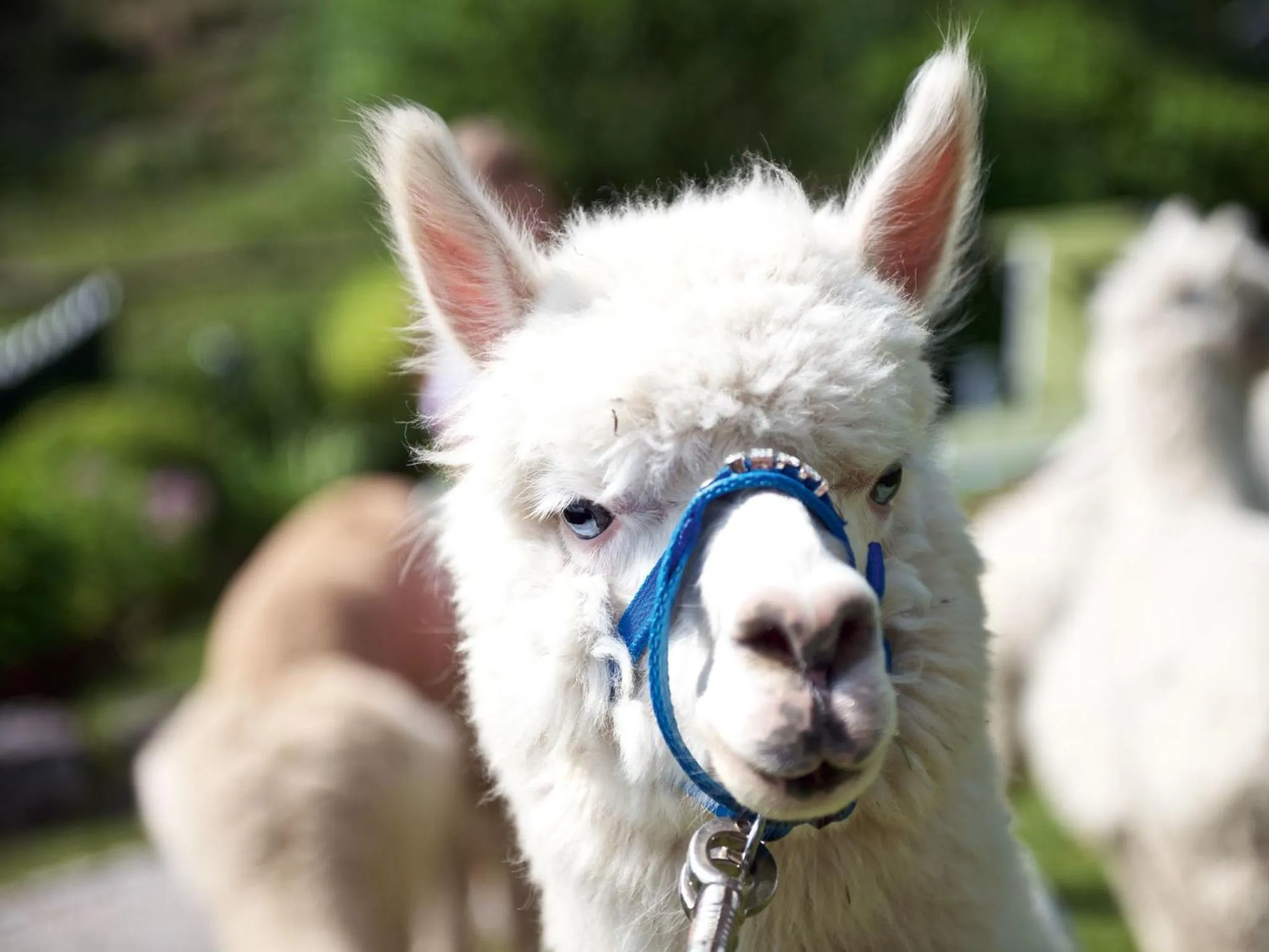 Kids's club in Landhaus Benediktenhof