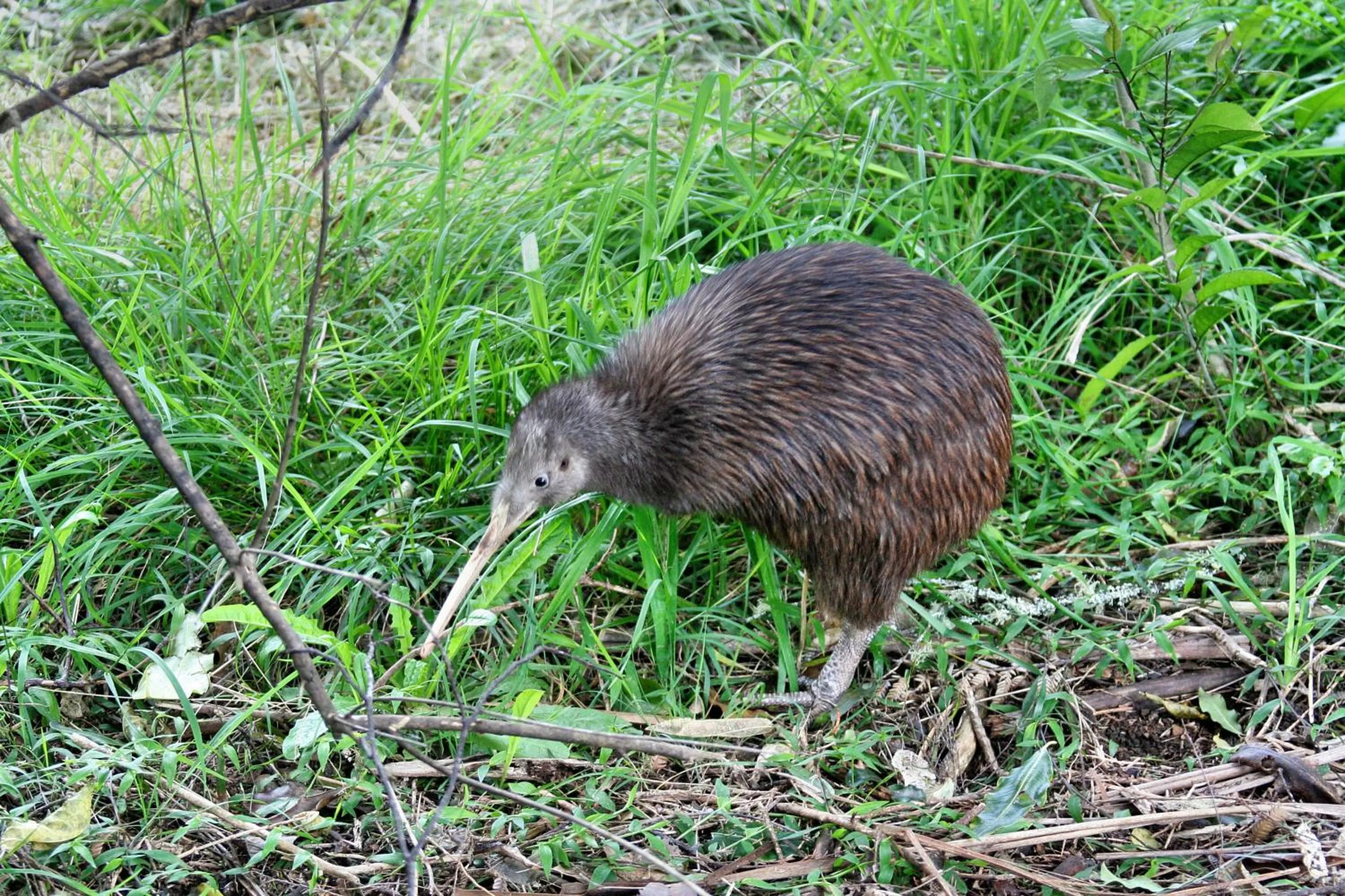 Animals in Villa Russell