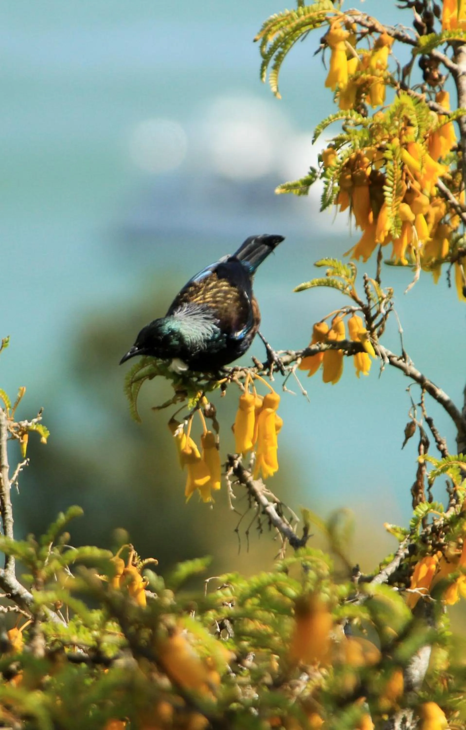 Other in Villa Russell