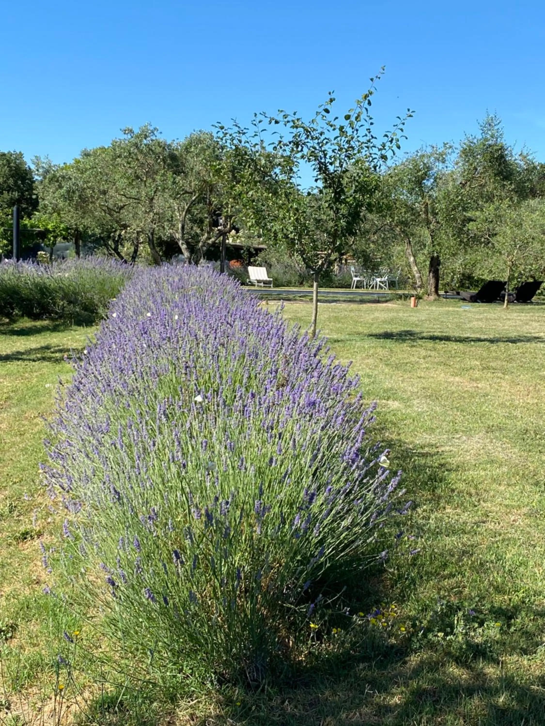 Garden in Agriturismo La Cervaiola Piccola dimora di Campagna
