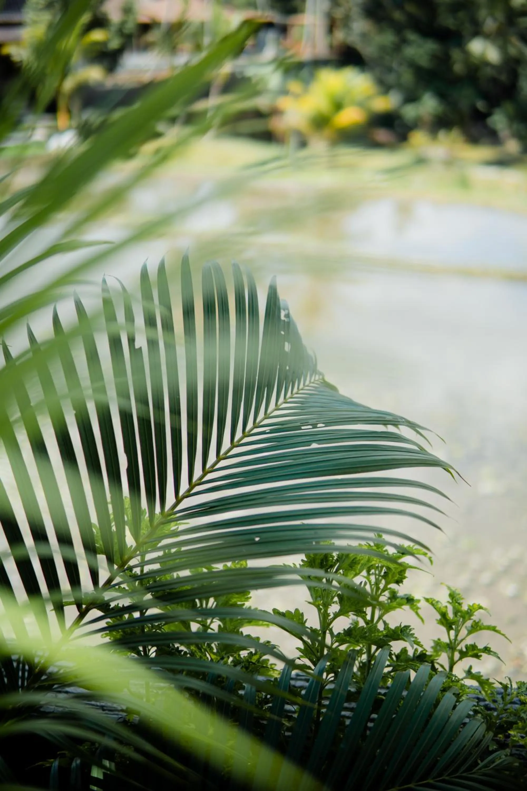 Natural landscape in Taksu Villa Ubud Sebatu by Dhananjaya Hospitality