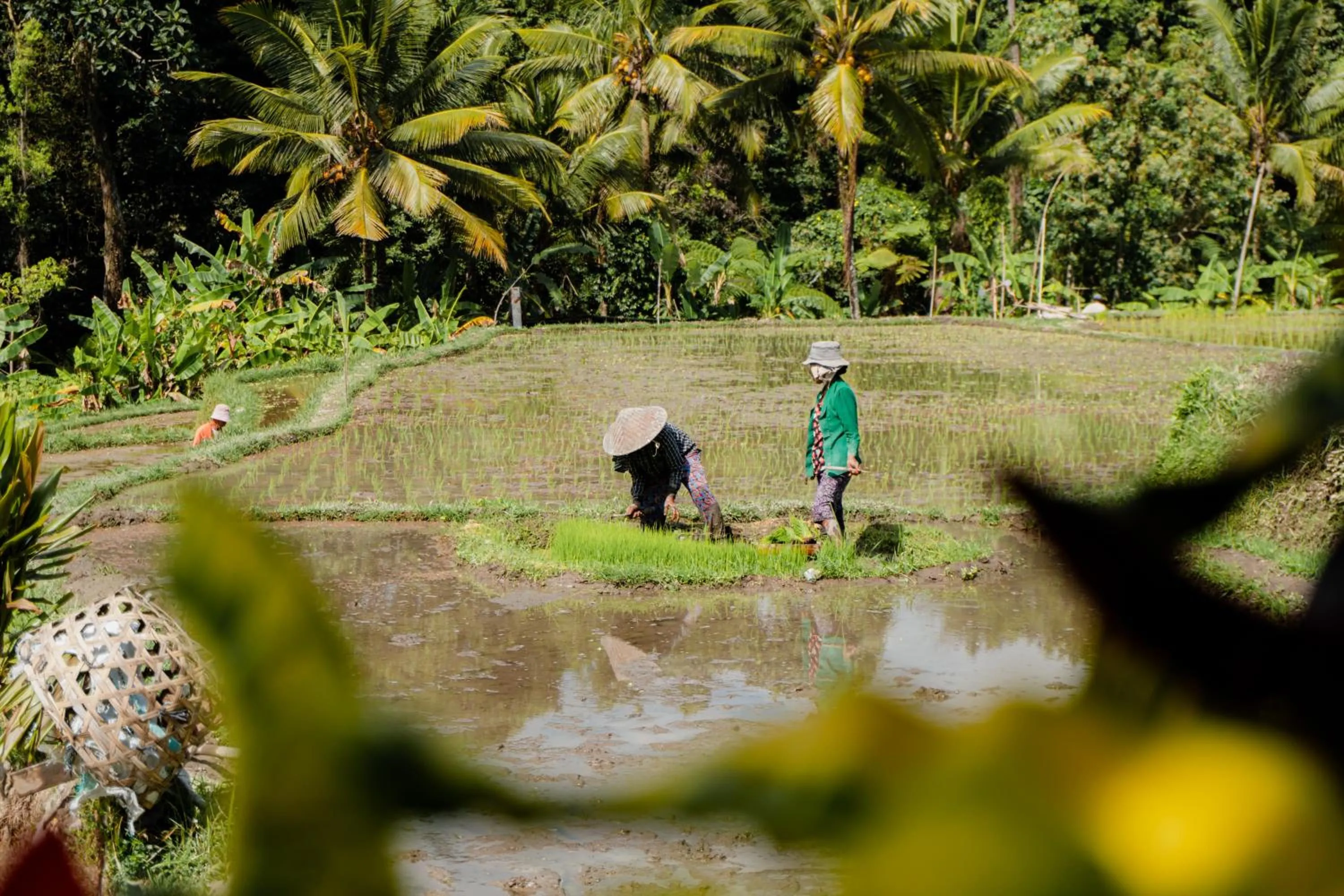 Day in Taksu Villa Ubud Sebatu by Dhananjaya Hospitality