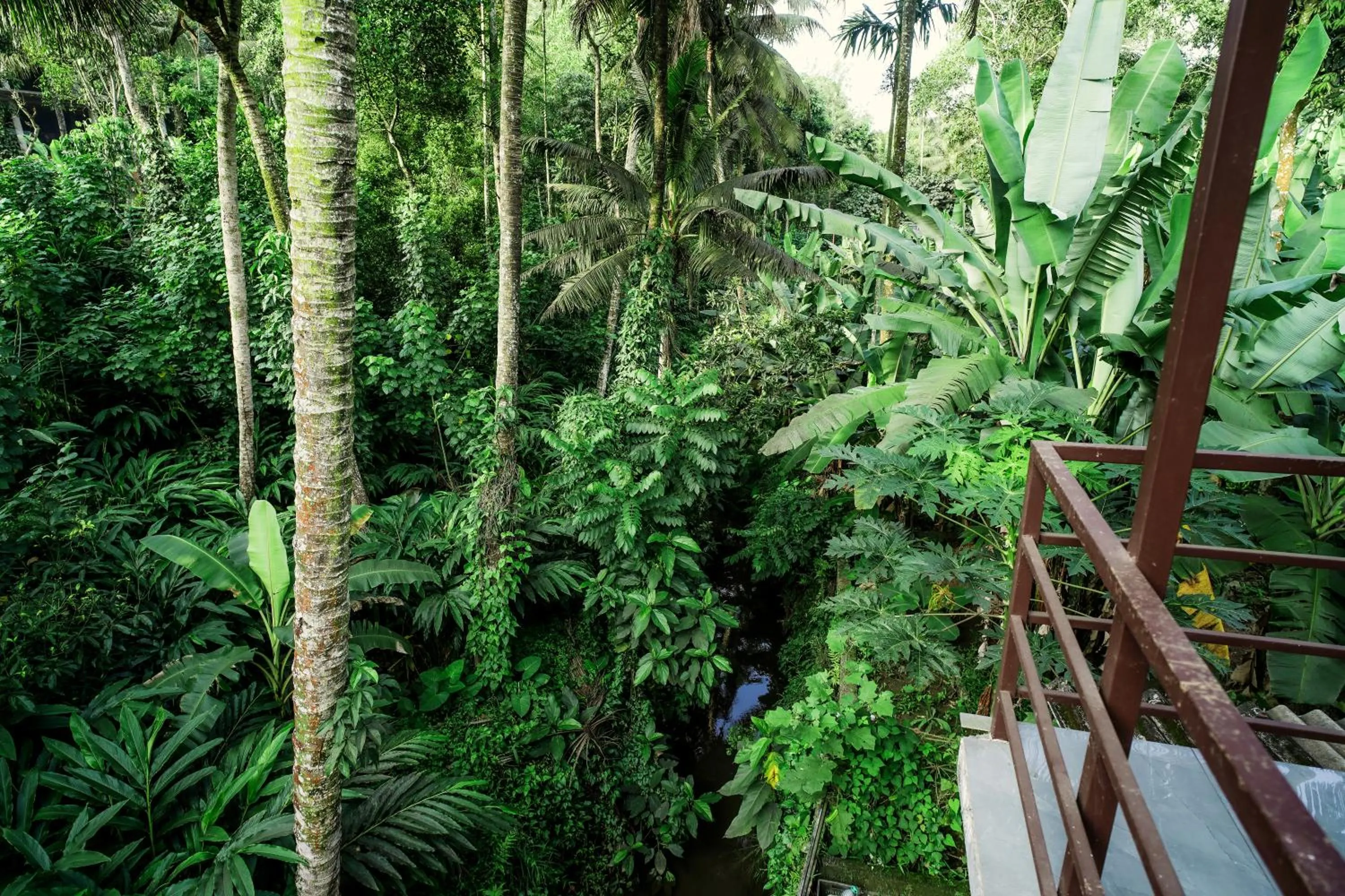 Natural landscape in Dean Dale Cottages