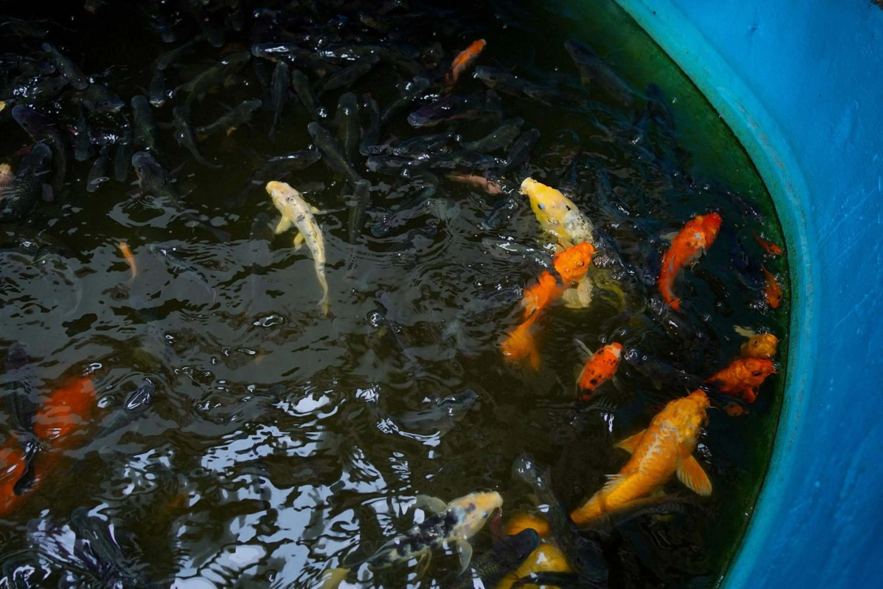 Animals in God's Own country Kovalam By Bestinn Leisure