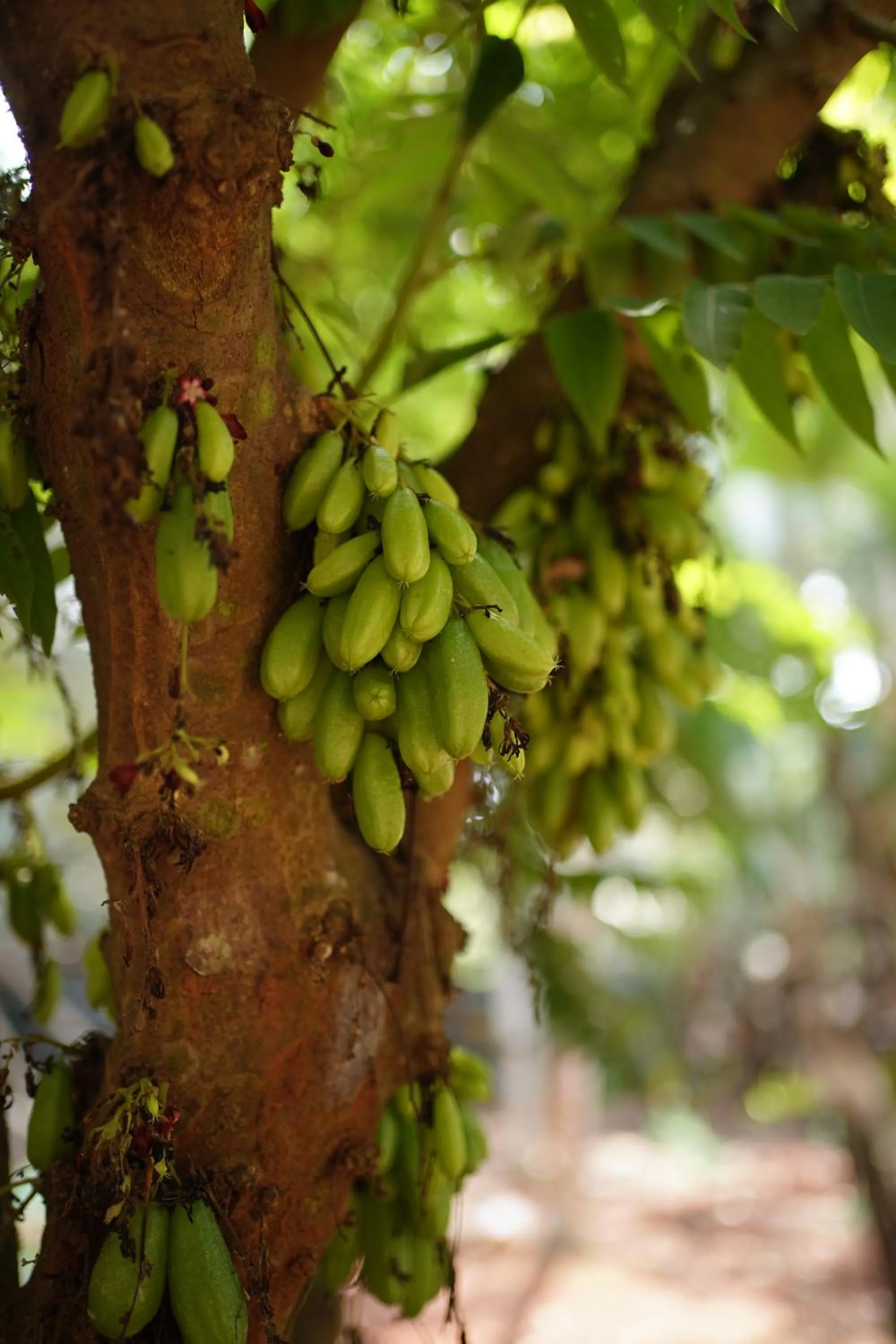 Natural landscape in God's Own country Kovalam By Bestinn Leisure