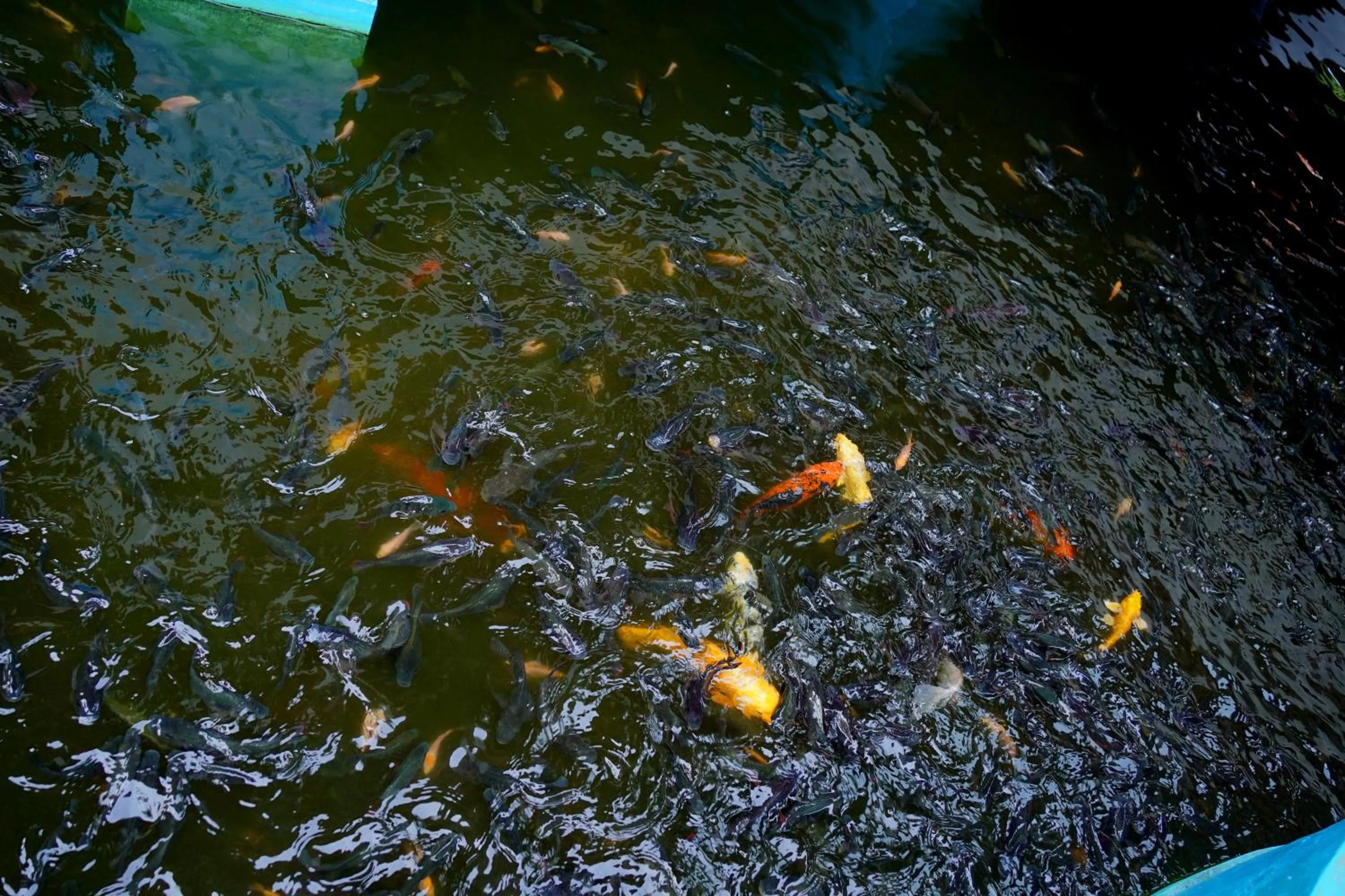 Other in God's Own country Kovalam By Bestinn Leisure