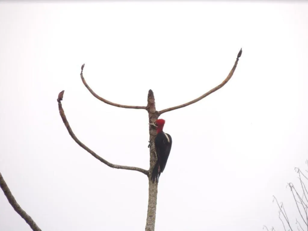Pousada Coração da Ilha