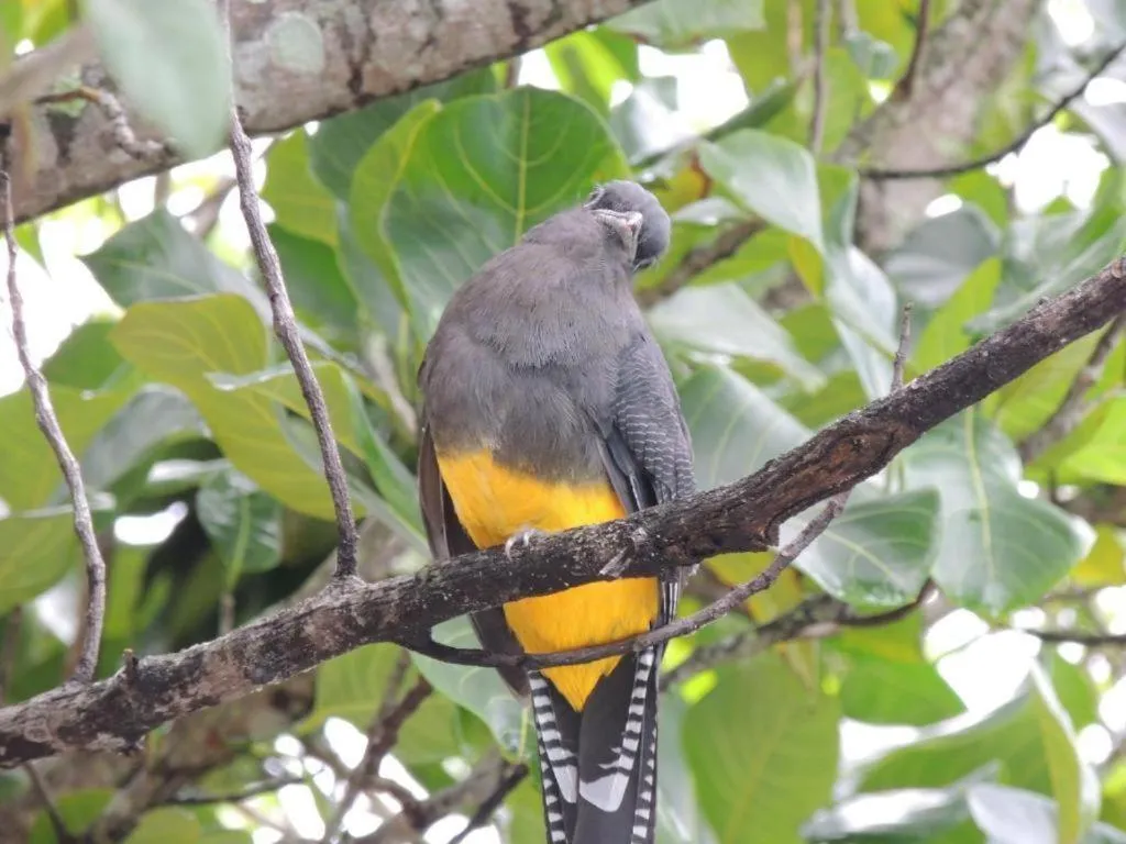 Pousada Coração da Ilha