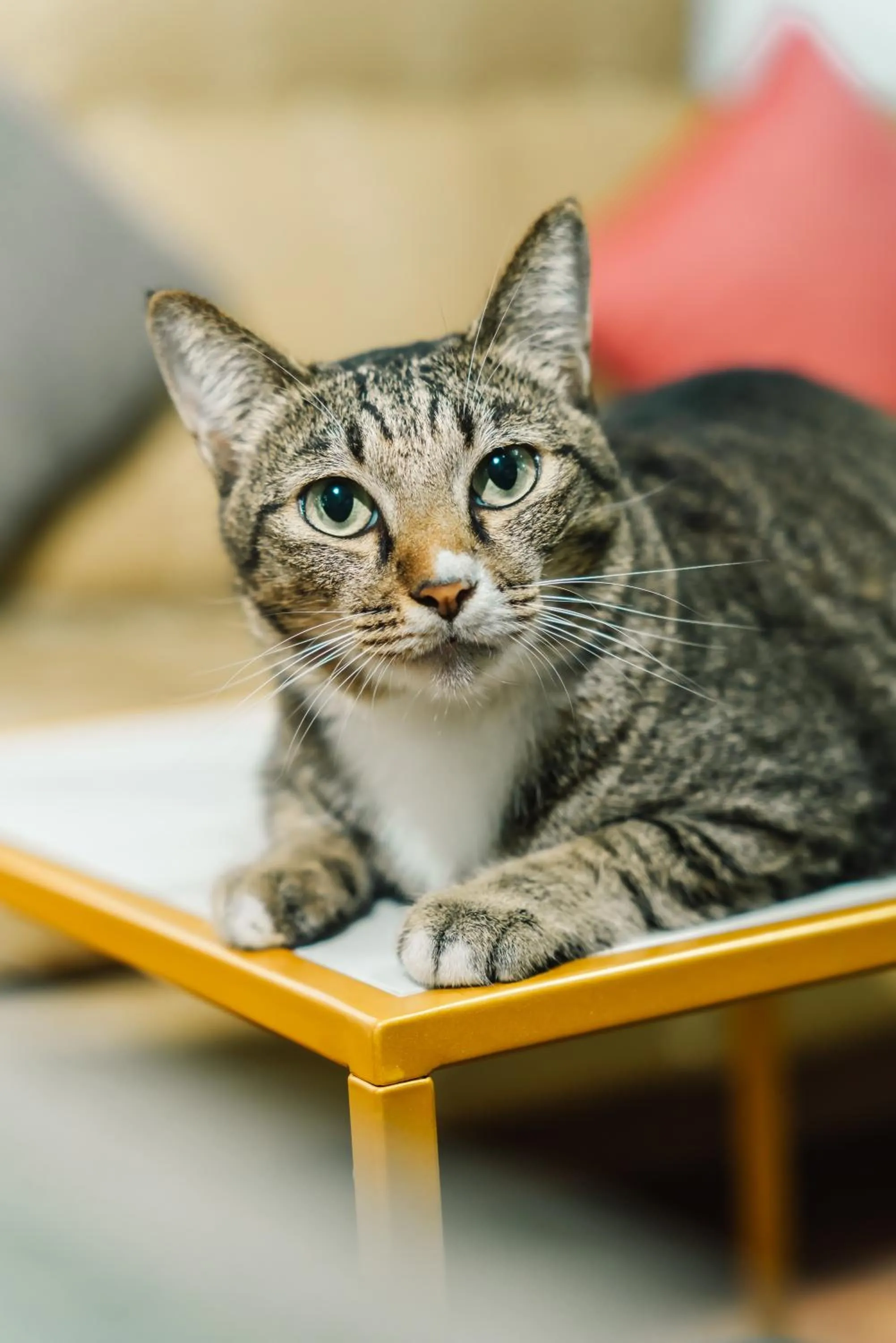 Pets in Saiyuan Residence Phuket