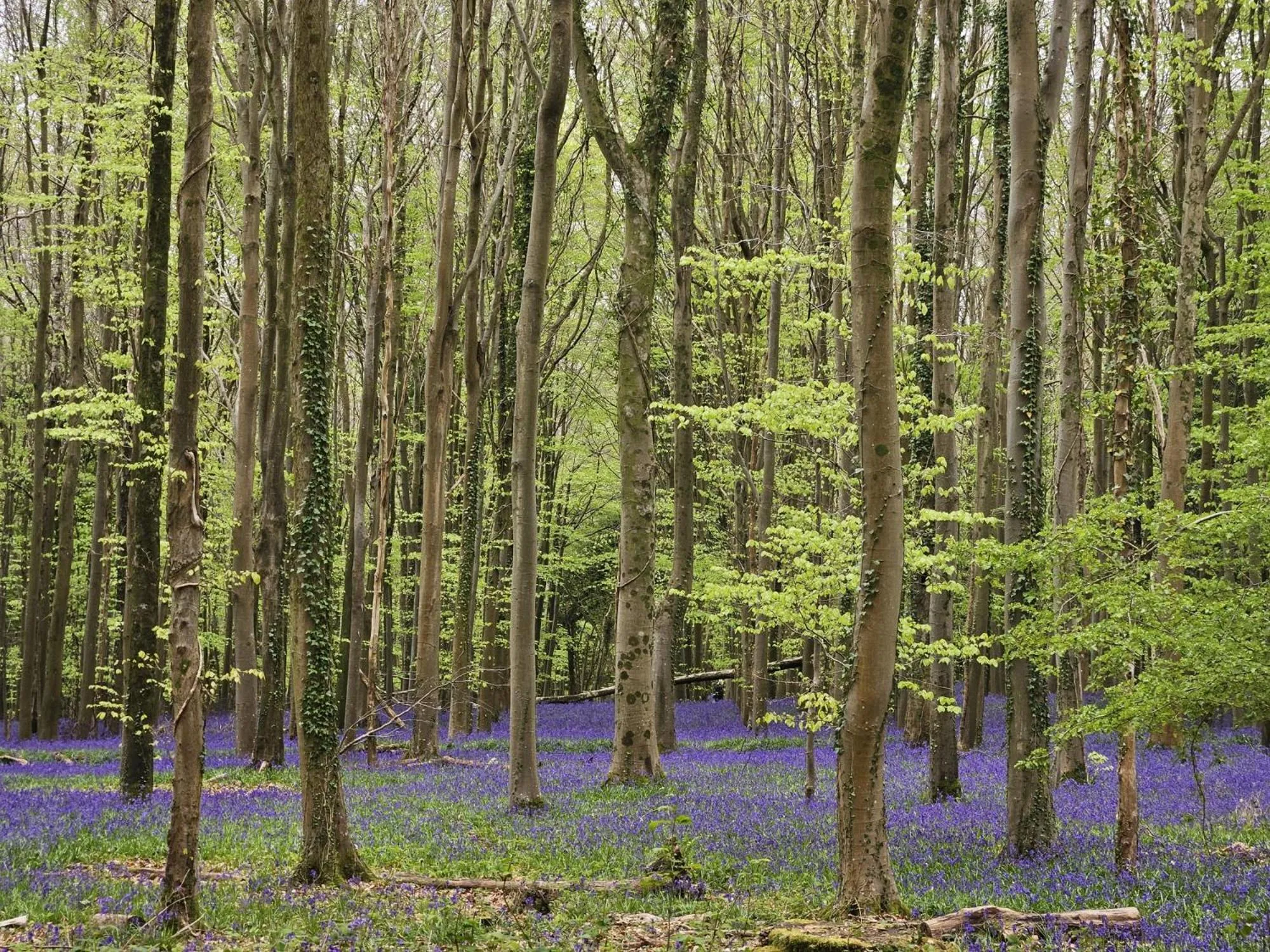 Spring in East Pallant Bed and Breakfast, Located in Large Georgian Townhouse in Central Chichester