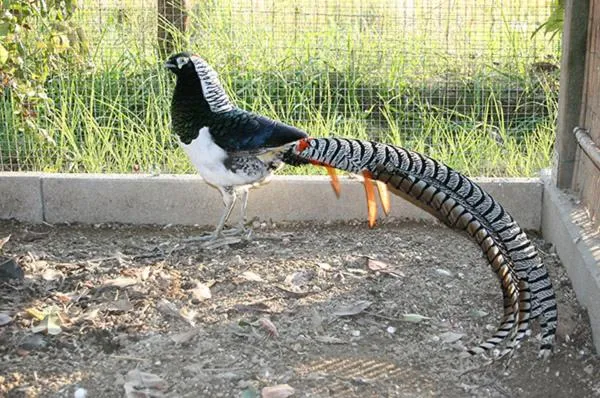 Casale delle Rose B&B Fattoria