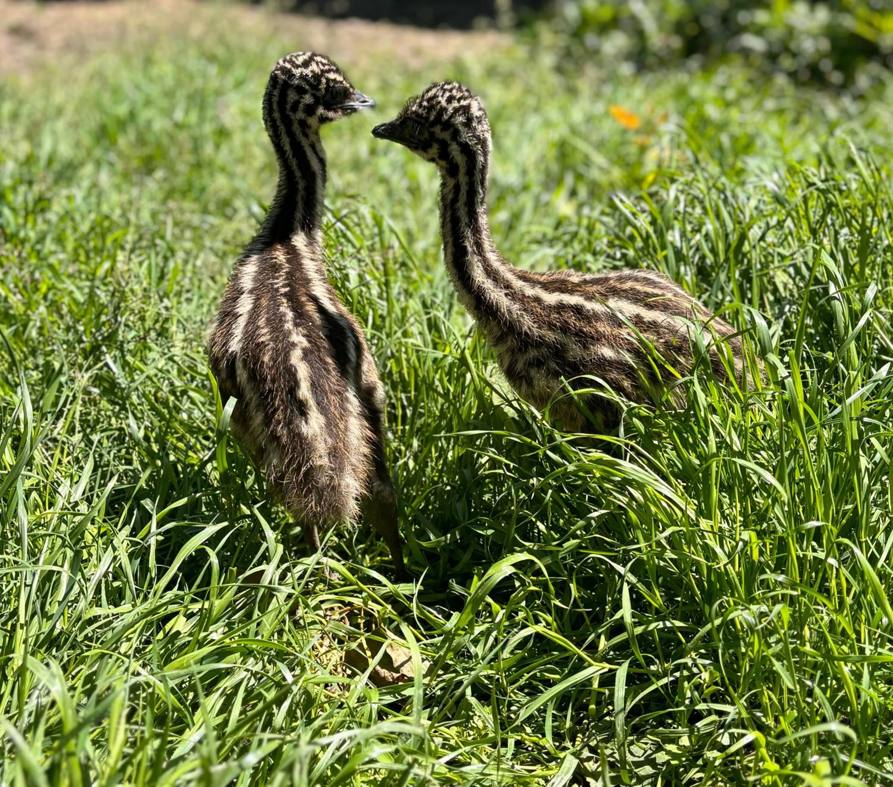 Casale delle Rose B&B Fattoria