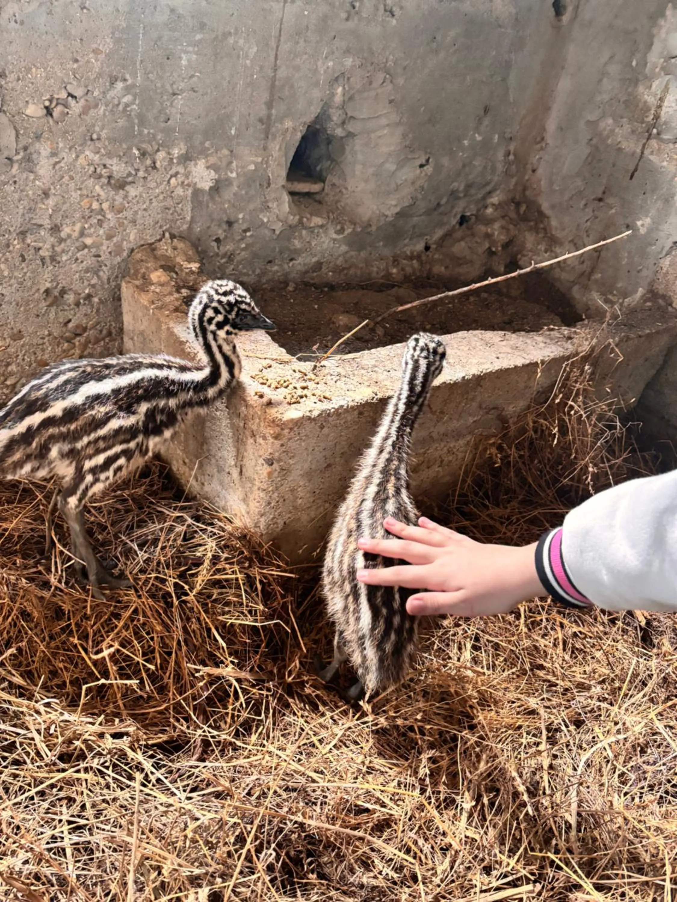 Casale delle Rose B&B Fattoria