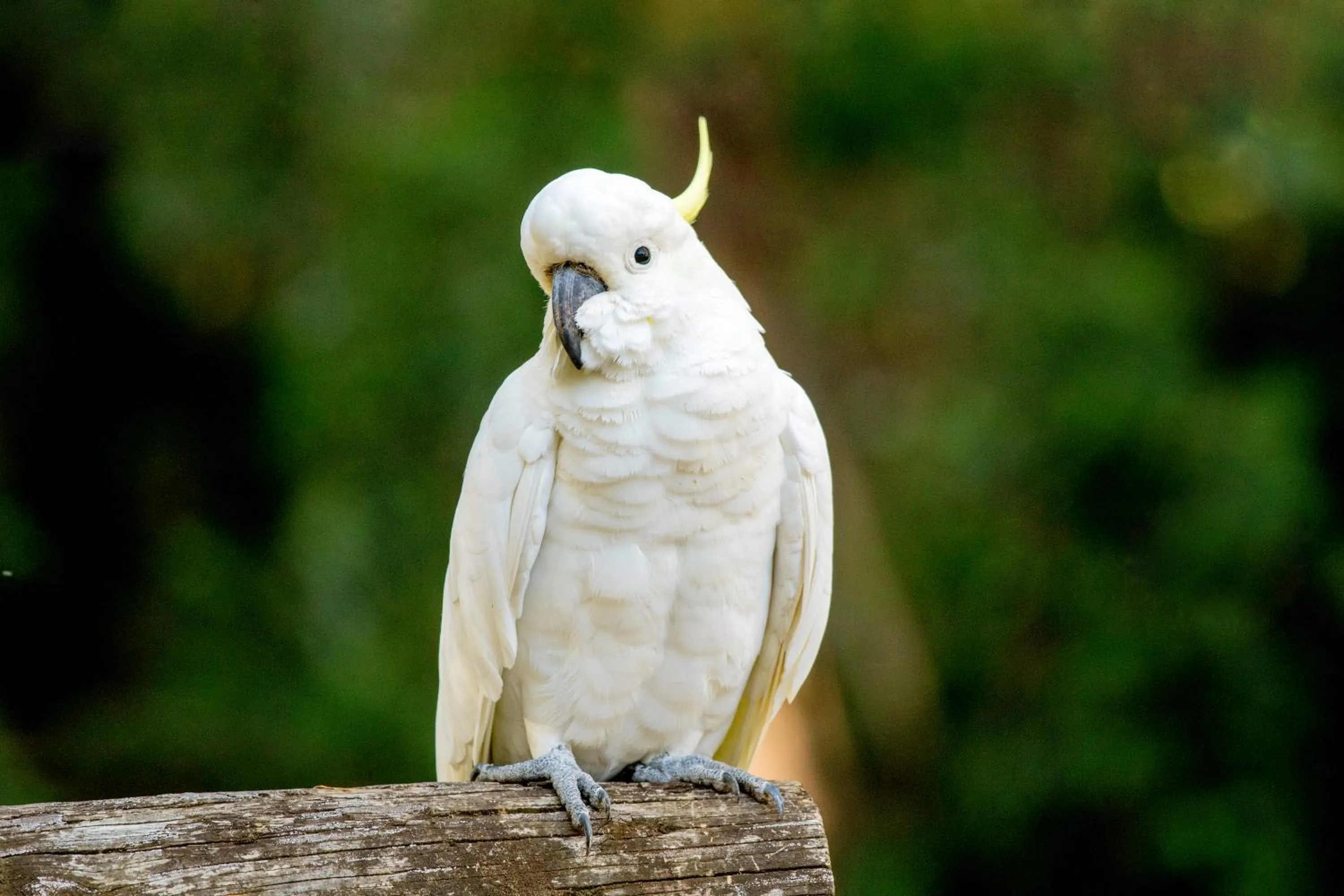 Garden in BIG4 Yarra Valley Park Lane Holiday Park