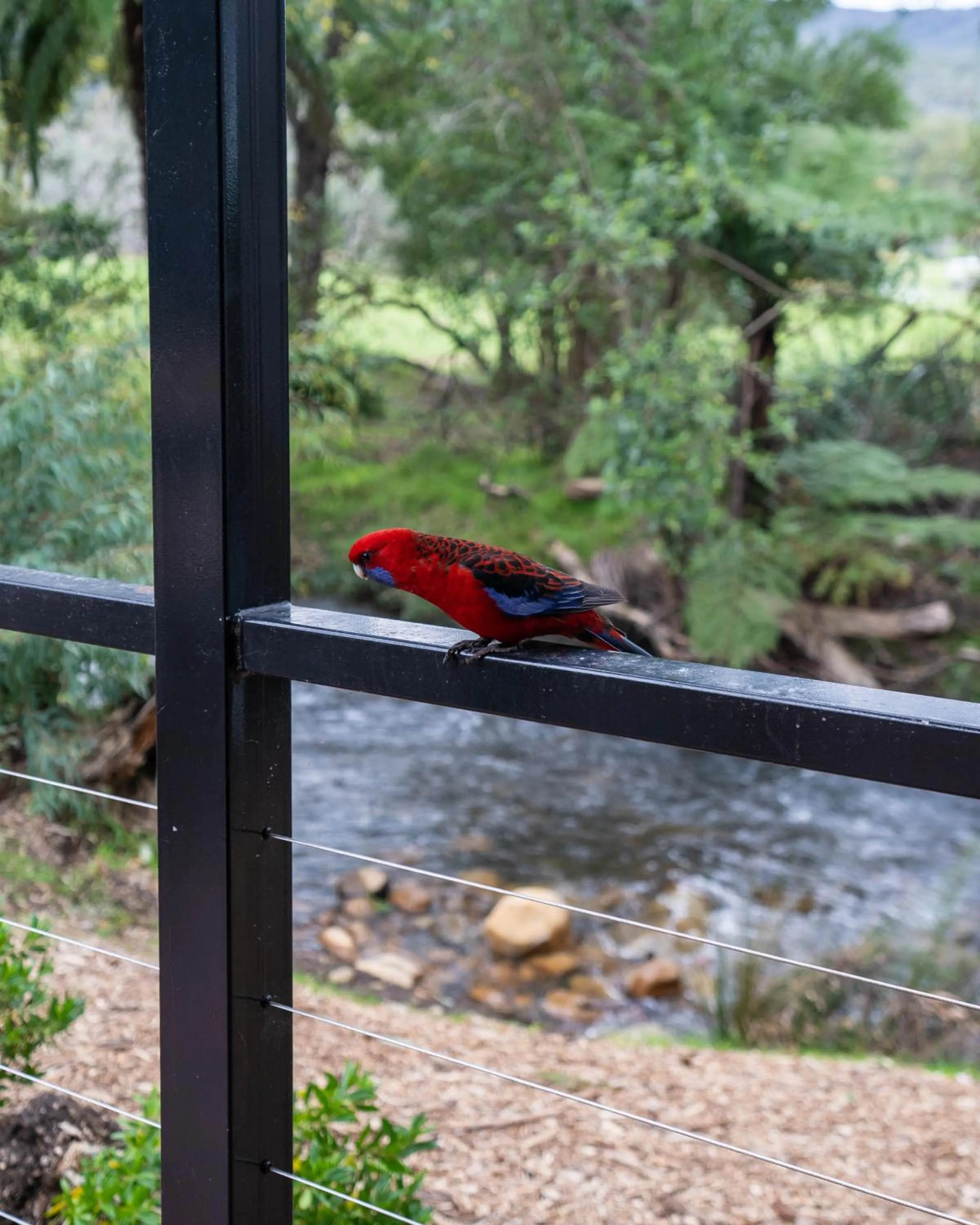 Natural landscape in BIG4 Yarra Valley Park Lane Holiday Park