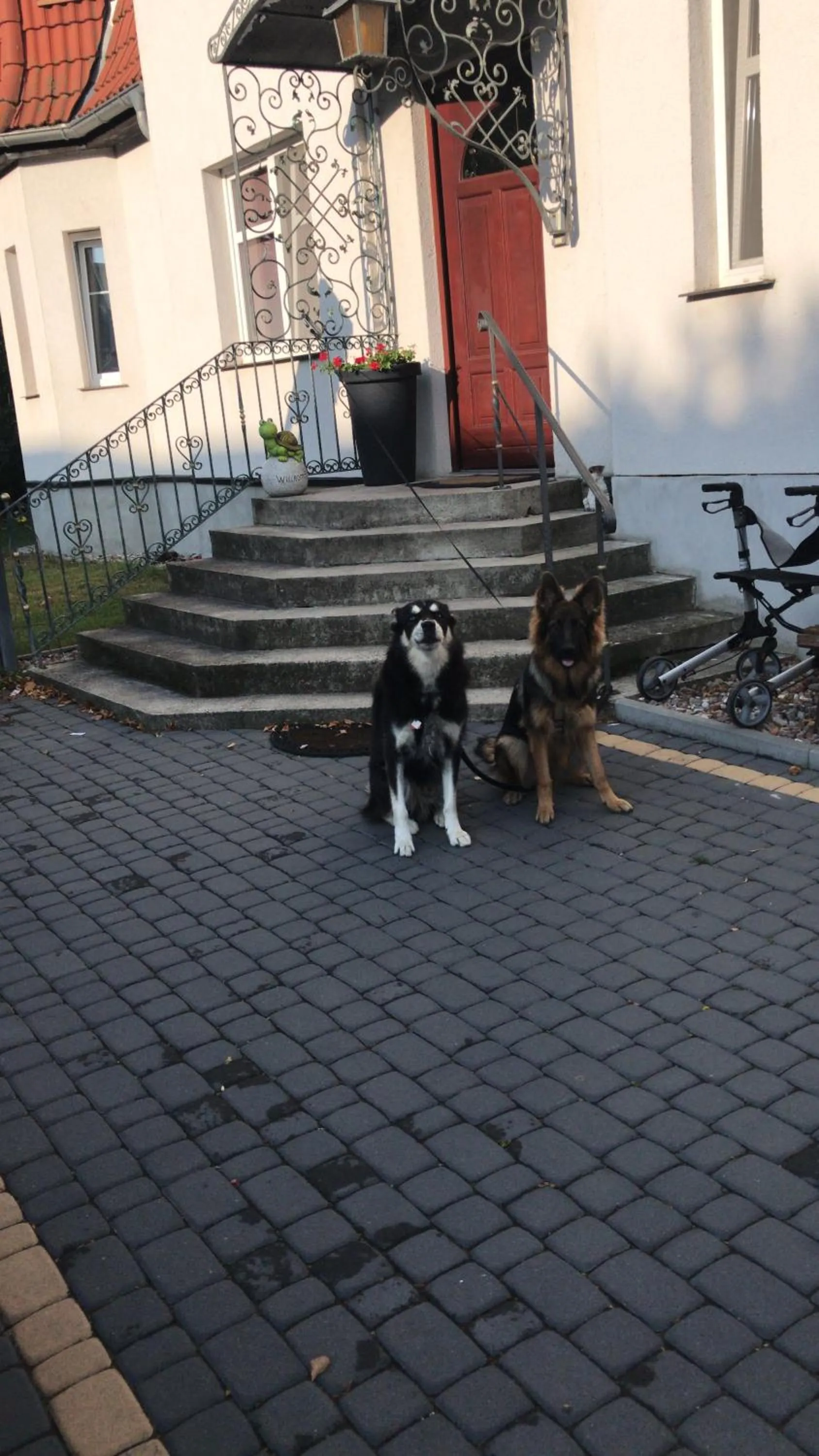 Pets in Agnieszkas Pension
