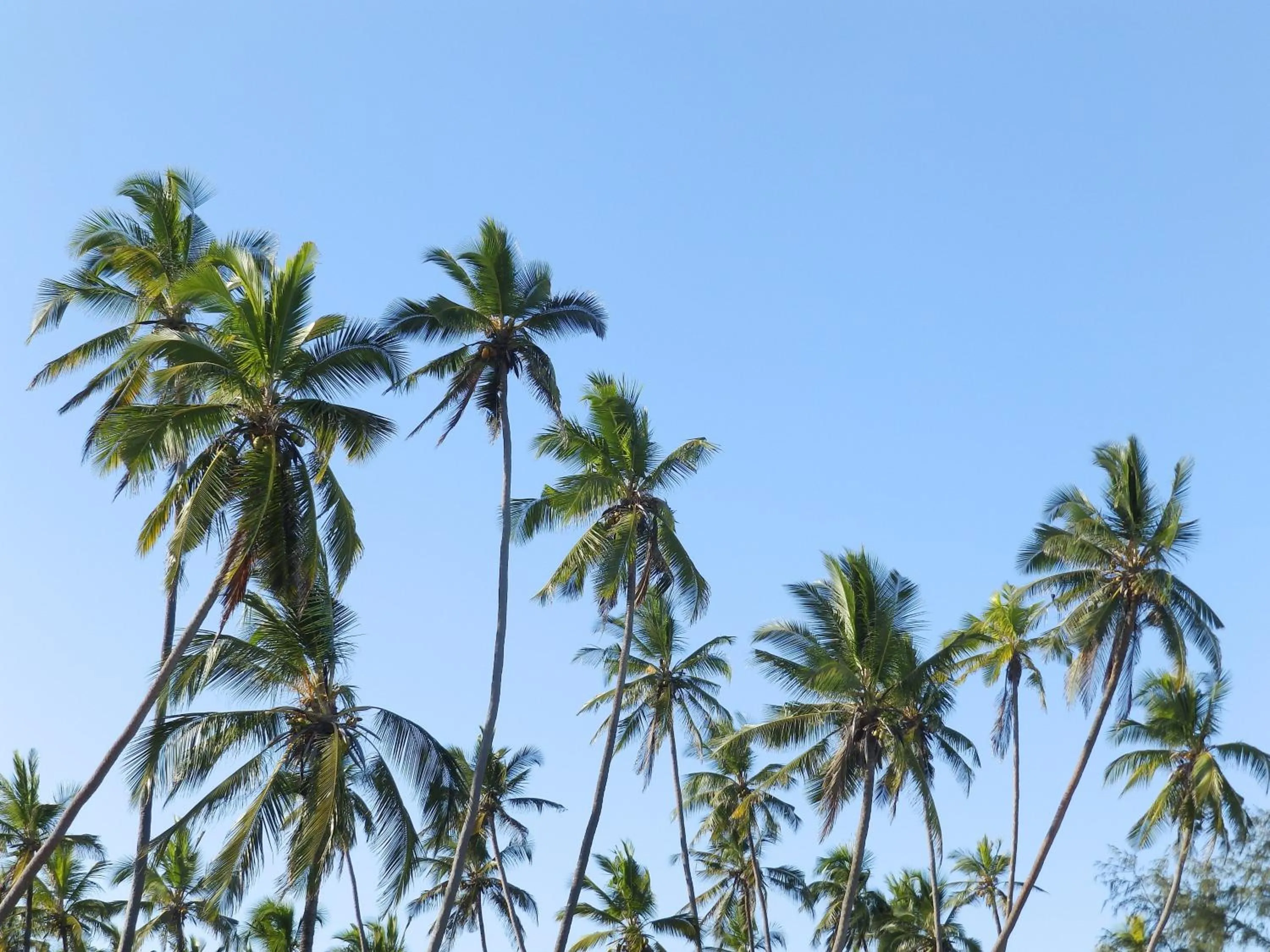 Beach in Zanzibar Bahari Villas