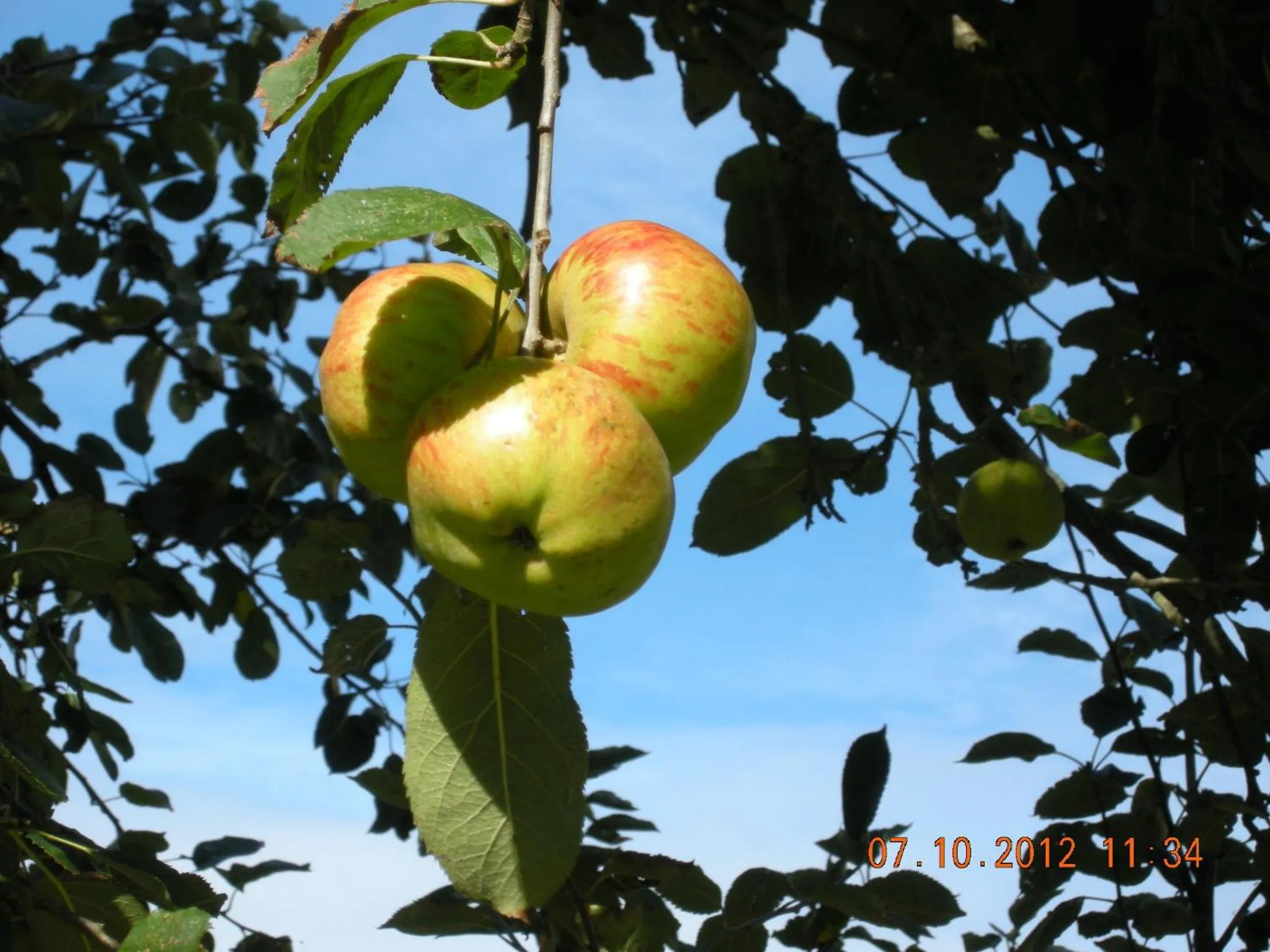 Garden in Finca Portizuelo