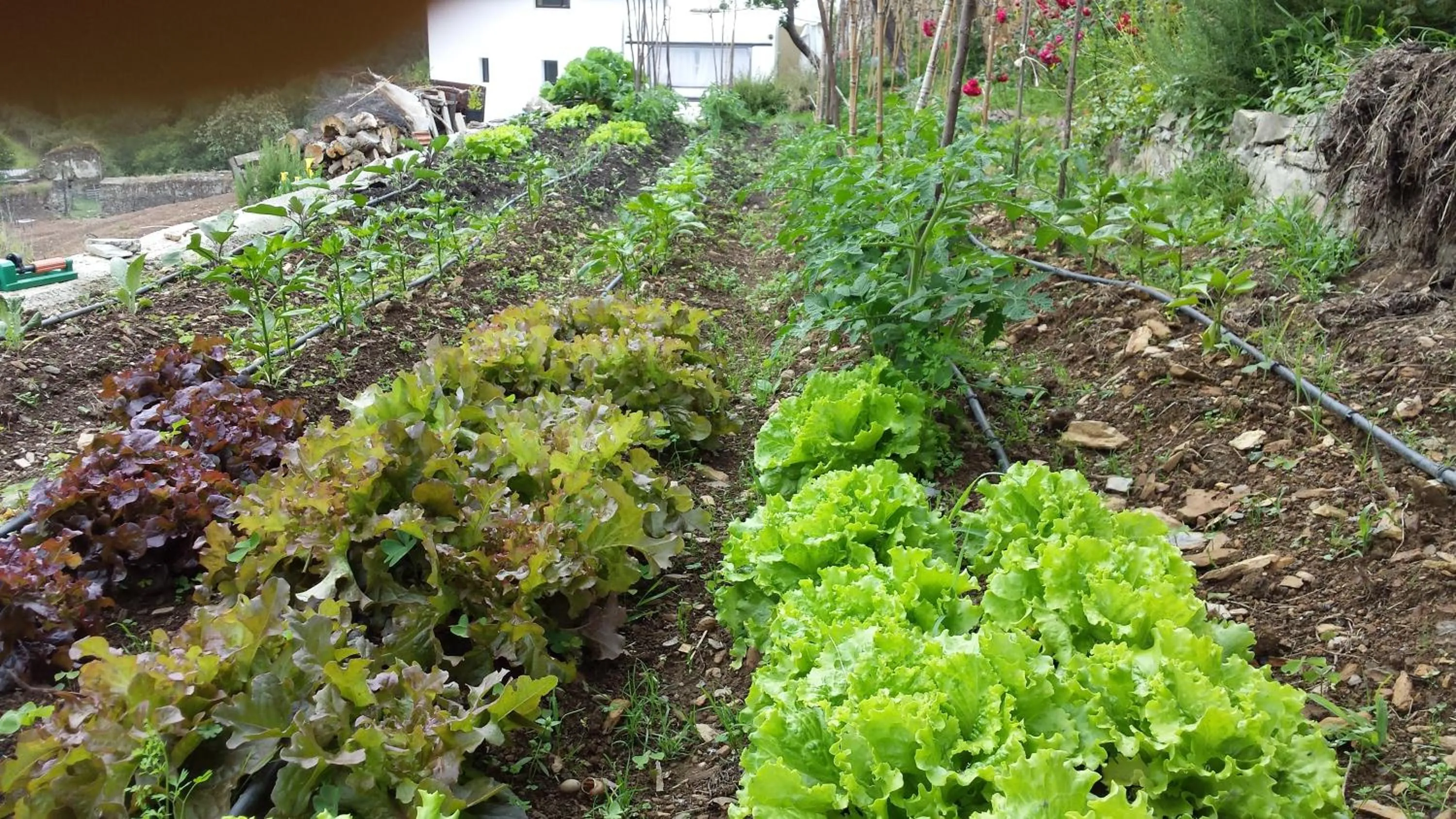 Garden in Finca Portizuelo