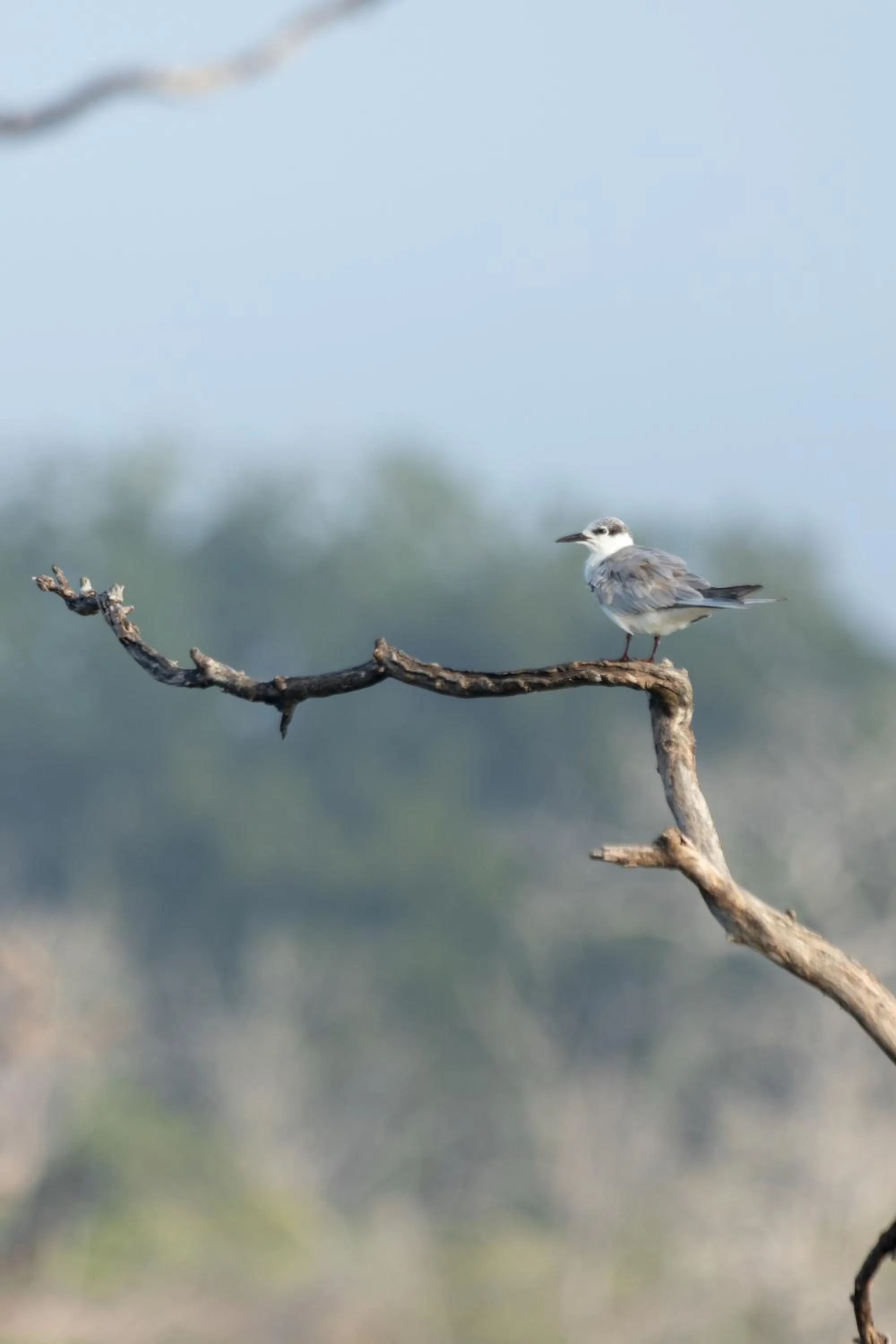 Animals in Koragaha Lodge - Yala